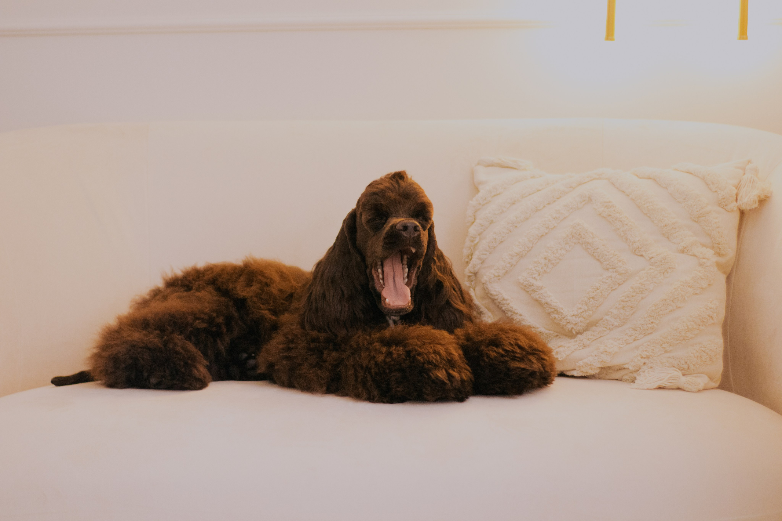 Лера и Анри. Фотограф в Тюмени Лизавета Сапицкая