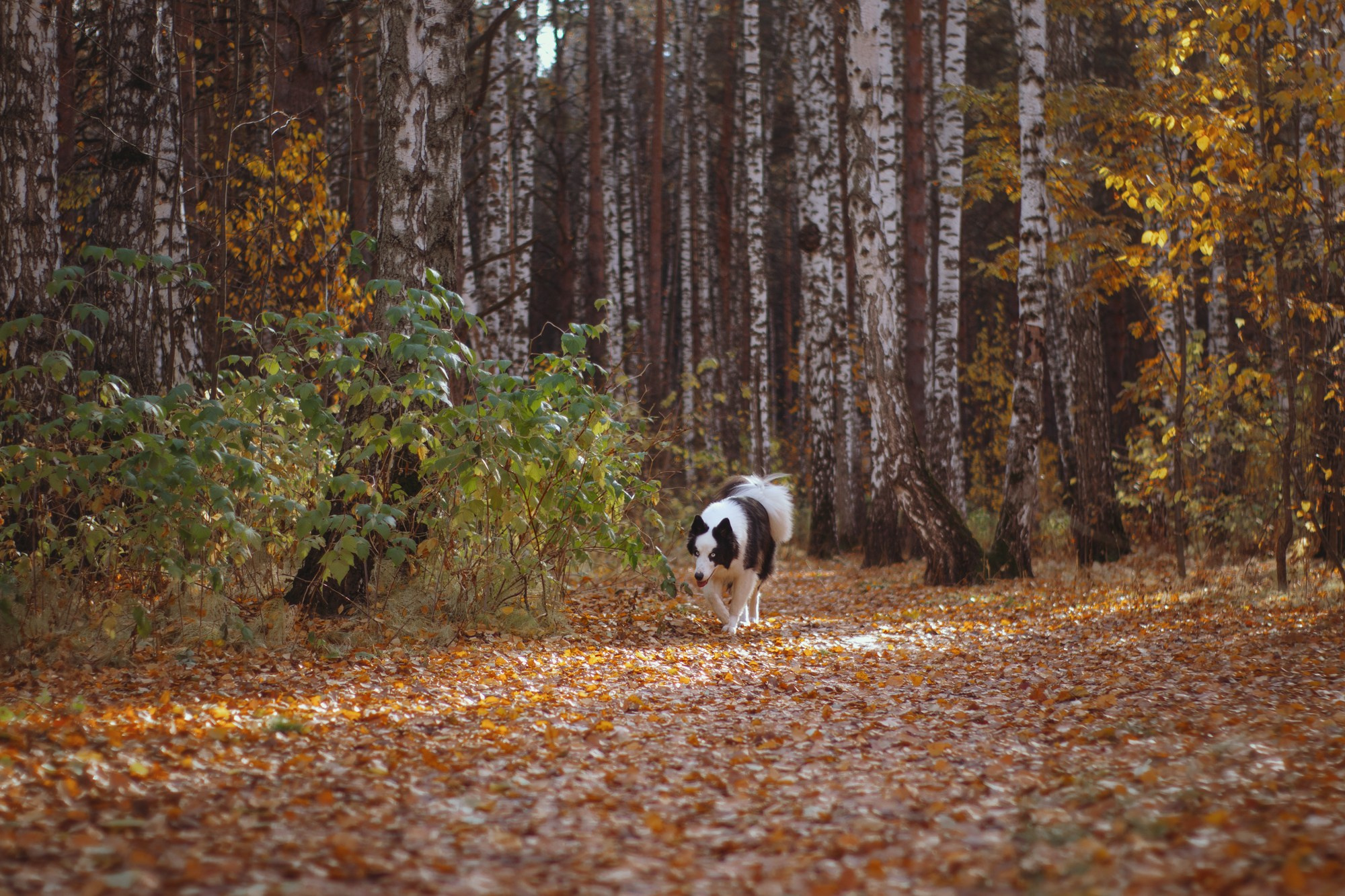 Ликёр. Фотограф в Тюмени Лизавета Сапицкая