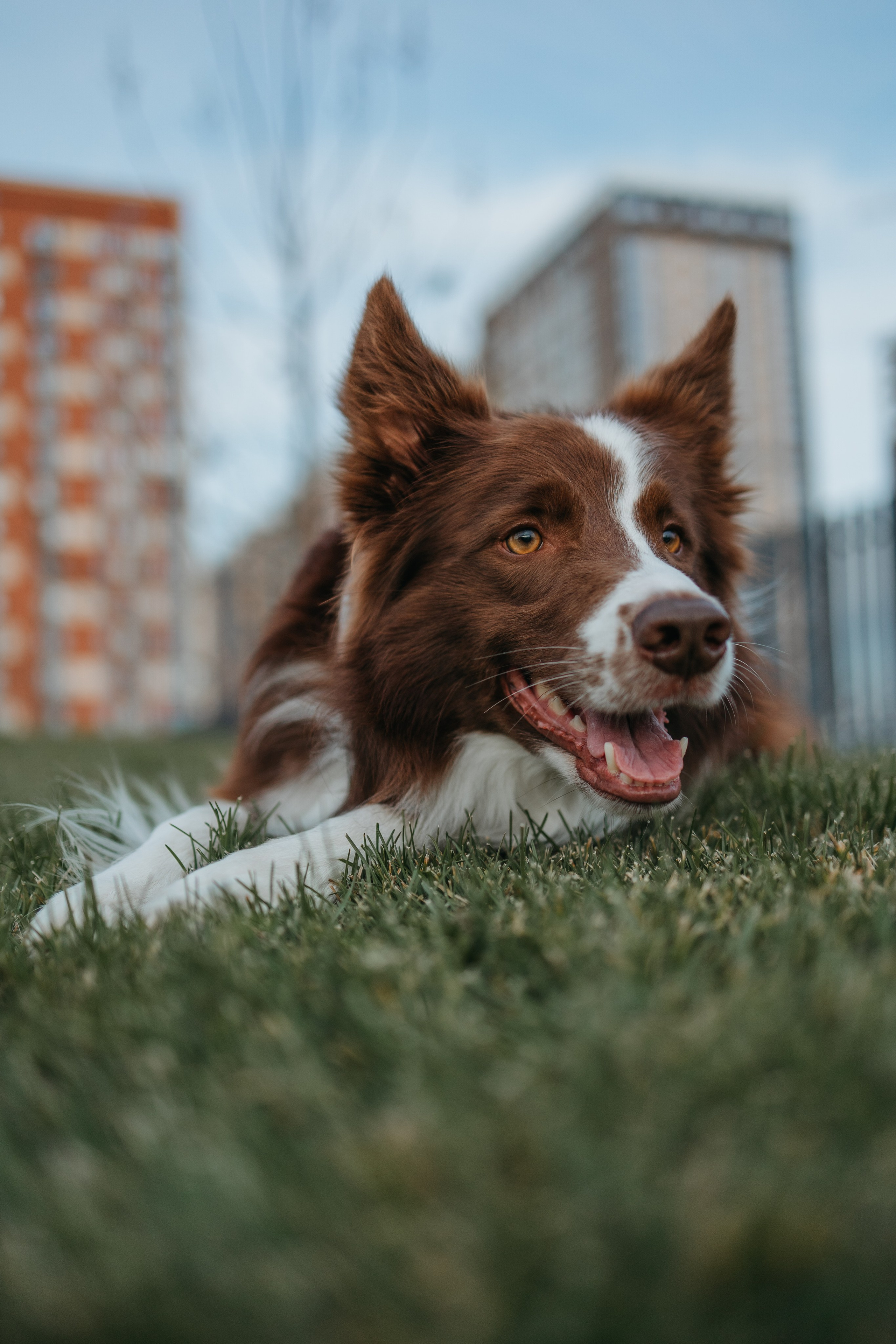 Маша и Тори. Фотограф — анималист Светлана Кысса|фотограф собак в Краснодаре и Нижнем Новгороде