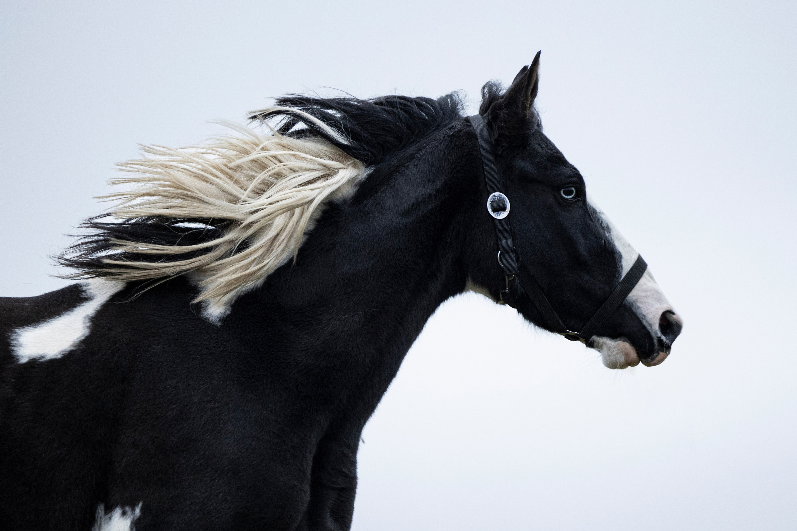 Дракарис и Кейси. Фотограф-анималист Анна Маринич