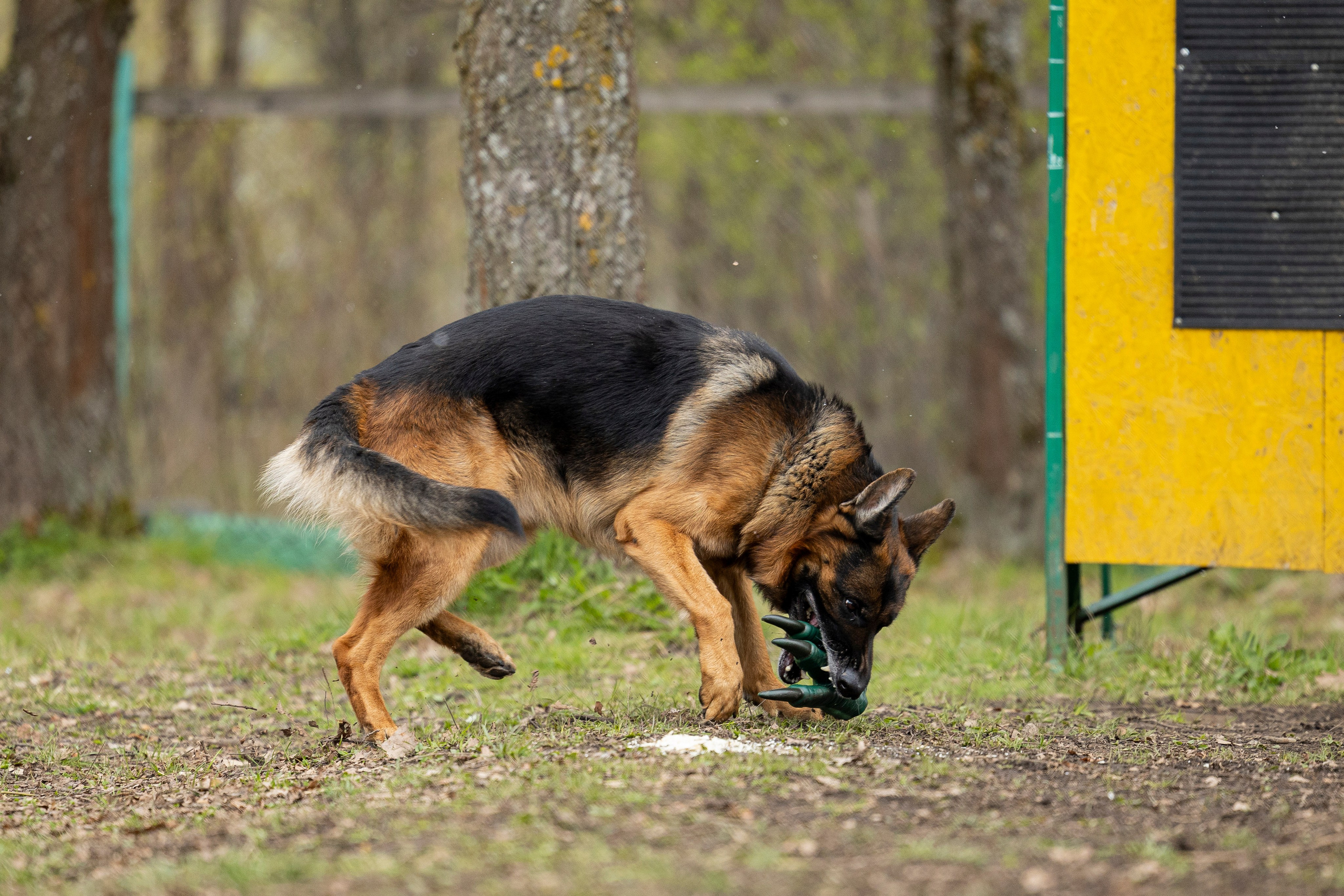 Квалификационные состязания по мондьорингу г. Вологда 11.05.24. Фотограф-анималист Анна Маринич