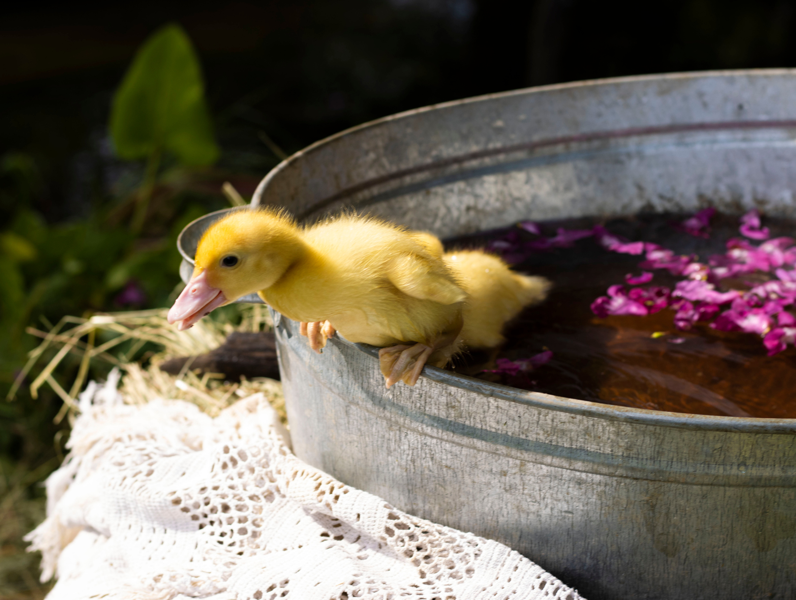 Алиса. Сказочный фотограф для Вас и Вашей семьи