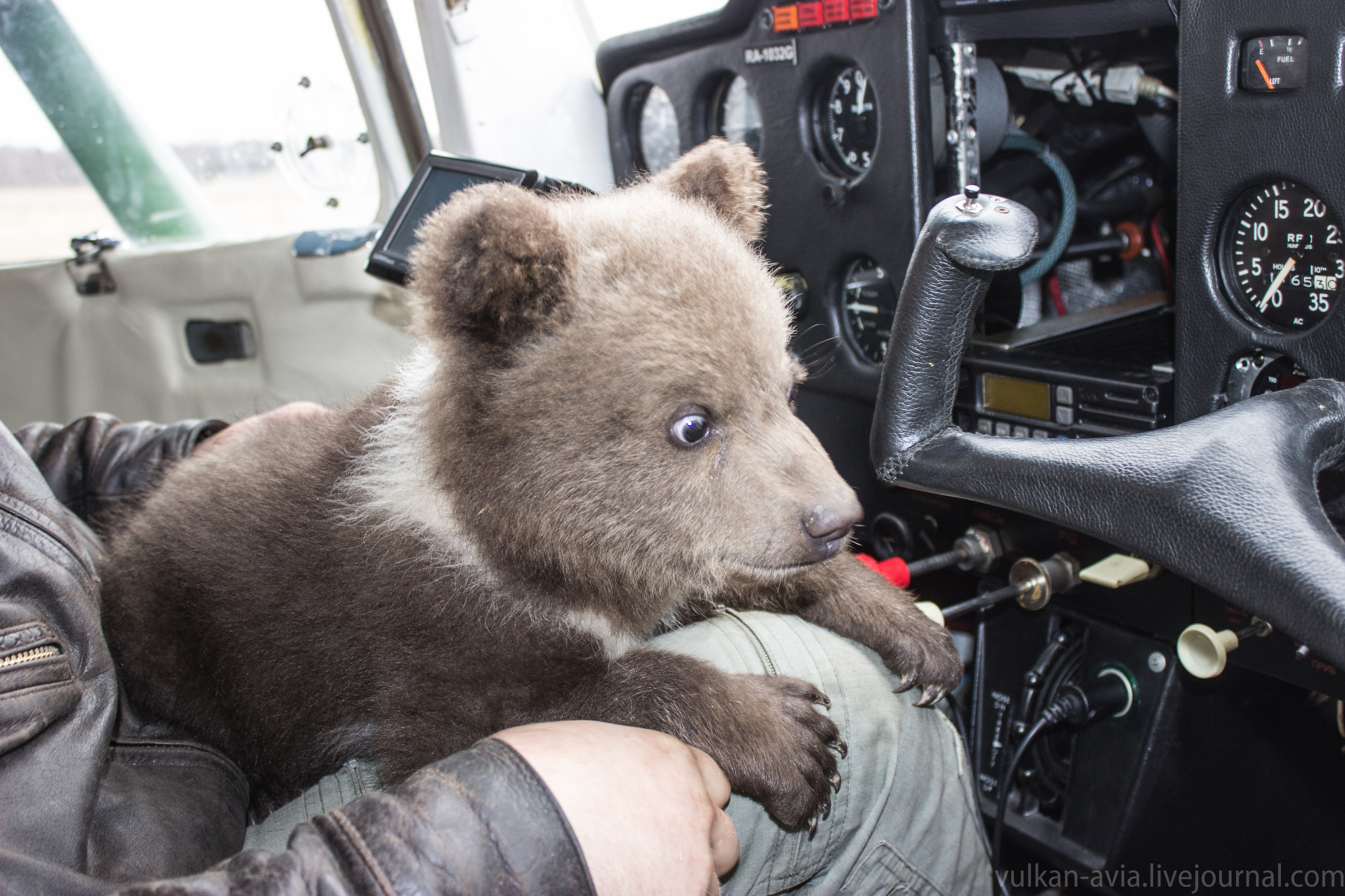 Медведь Мансур. Фотоальбом показывающий увлекательный мир авиации и мир медведей Андрея Иванова