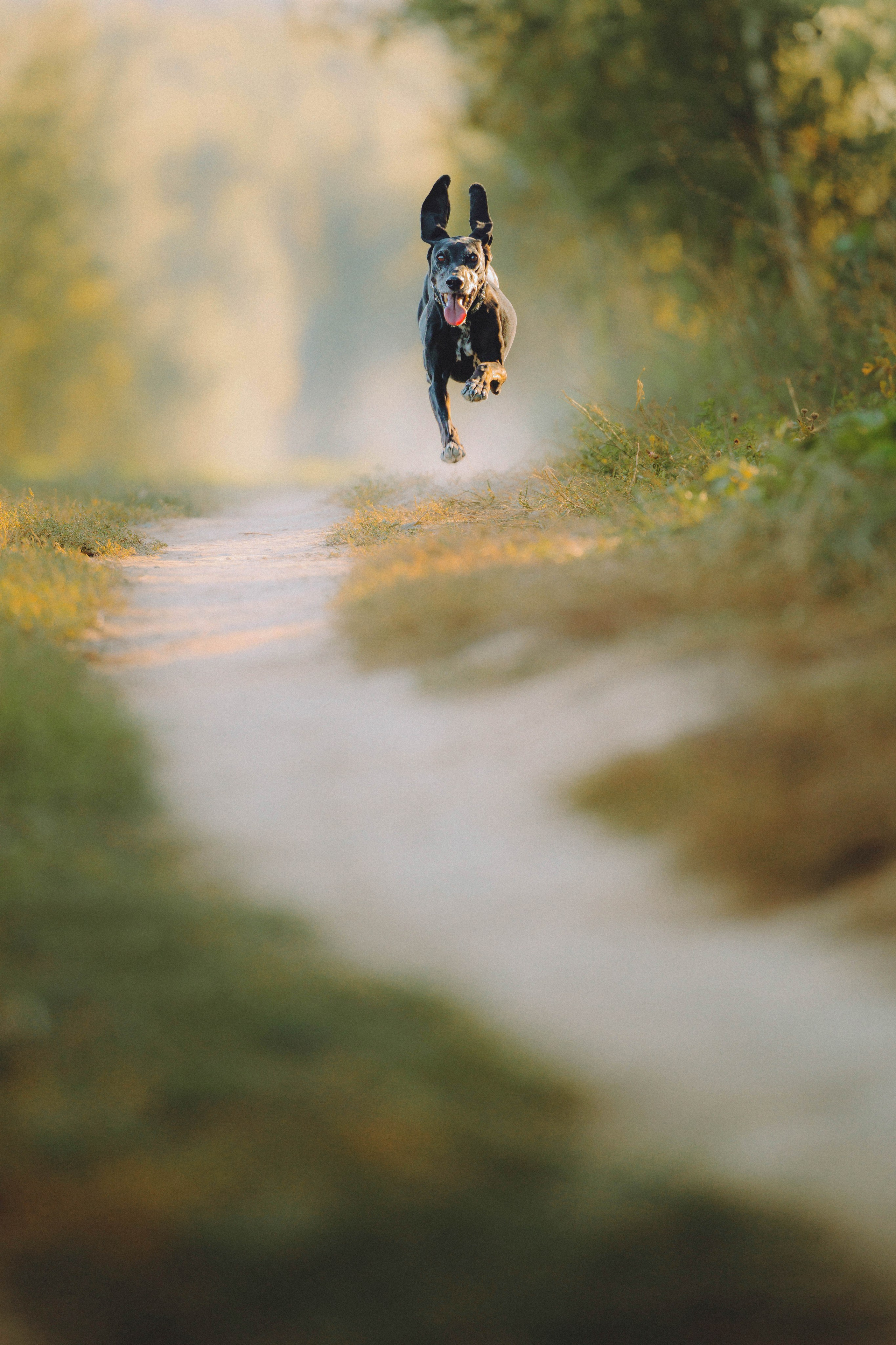 Камри и Пафи