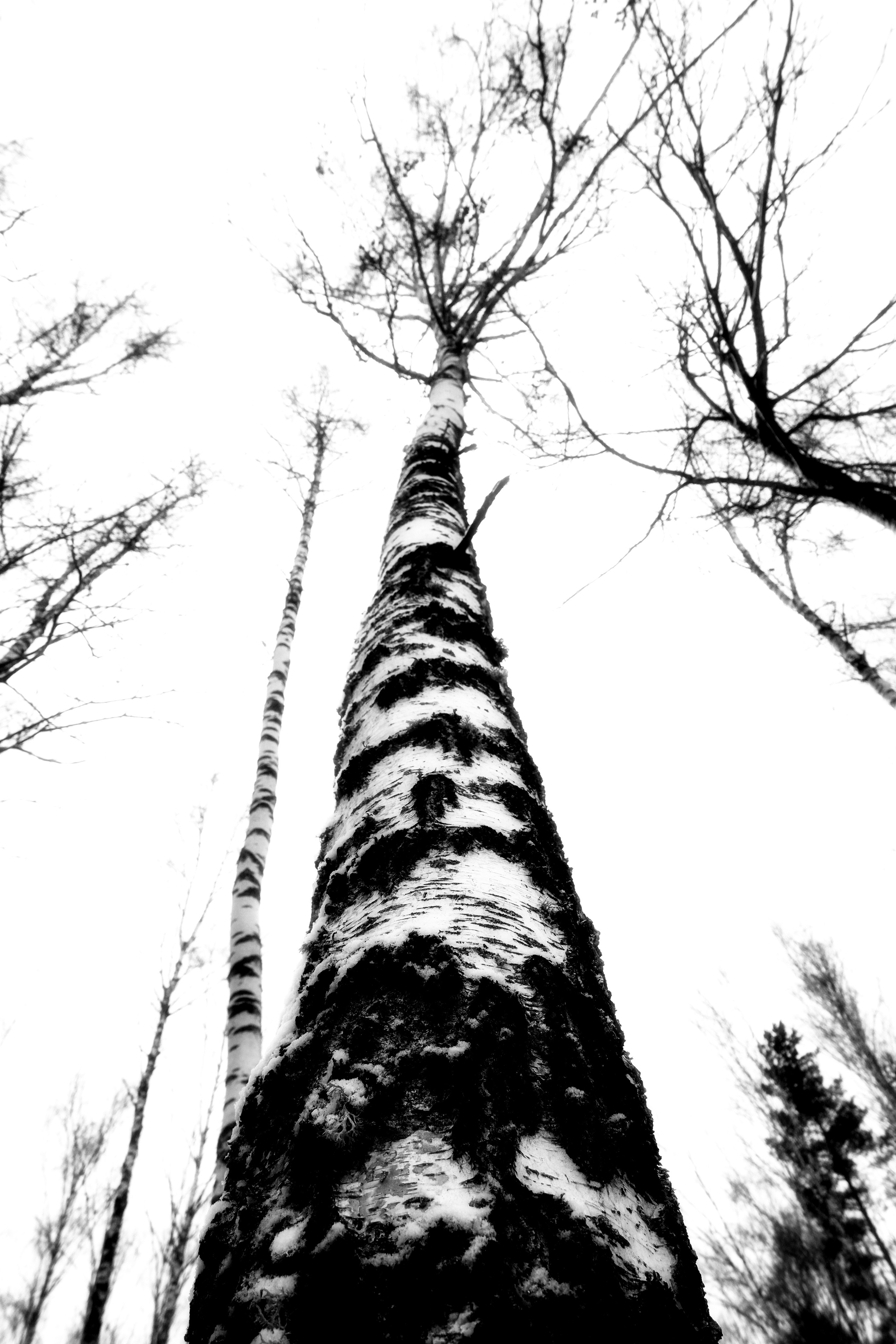 ЧБ  пейзажи (BnW landscape). Фотограф (photographer) Lischinski Vitaliy