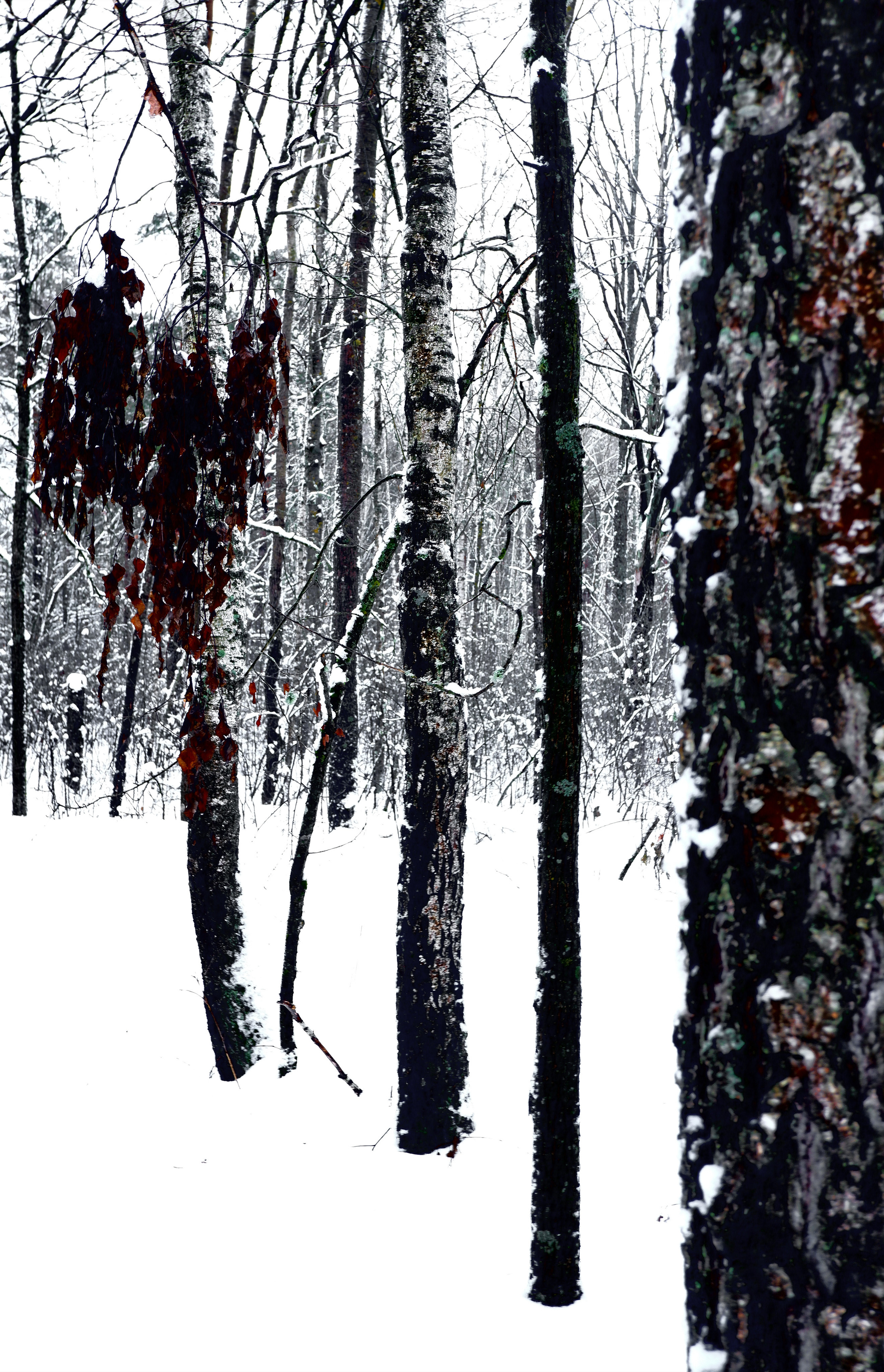 ЧБ  пейзажи (BnW landscape). Фотограф (photographer) Lischinski Vitaliy