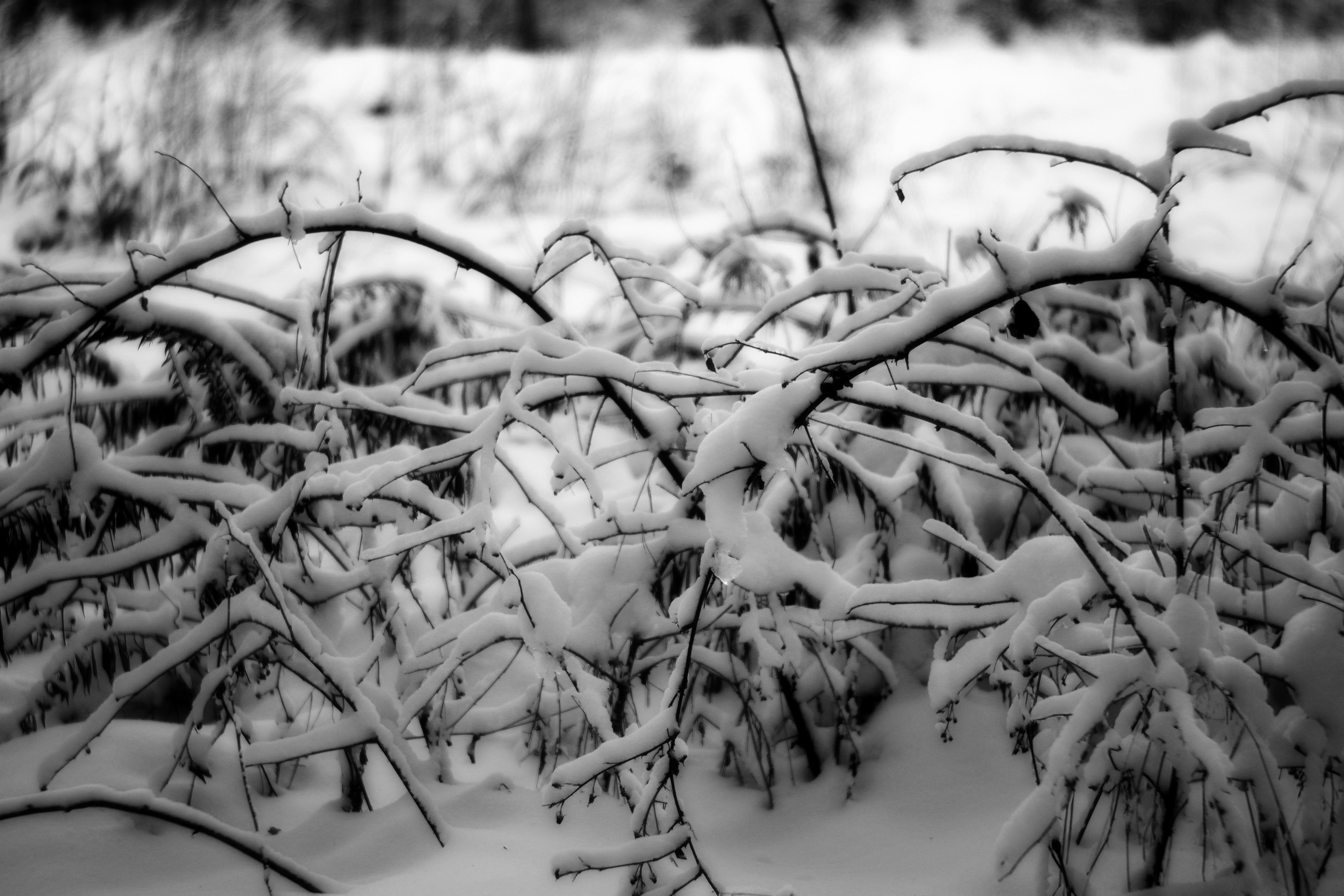 ЧБ  пейзажи (BnW landscape). Фотограф (photographer) Lischinski Vitaliy