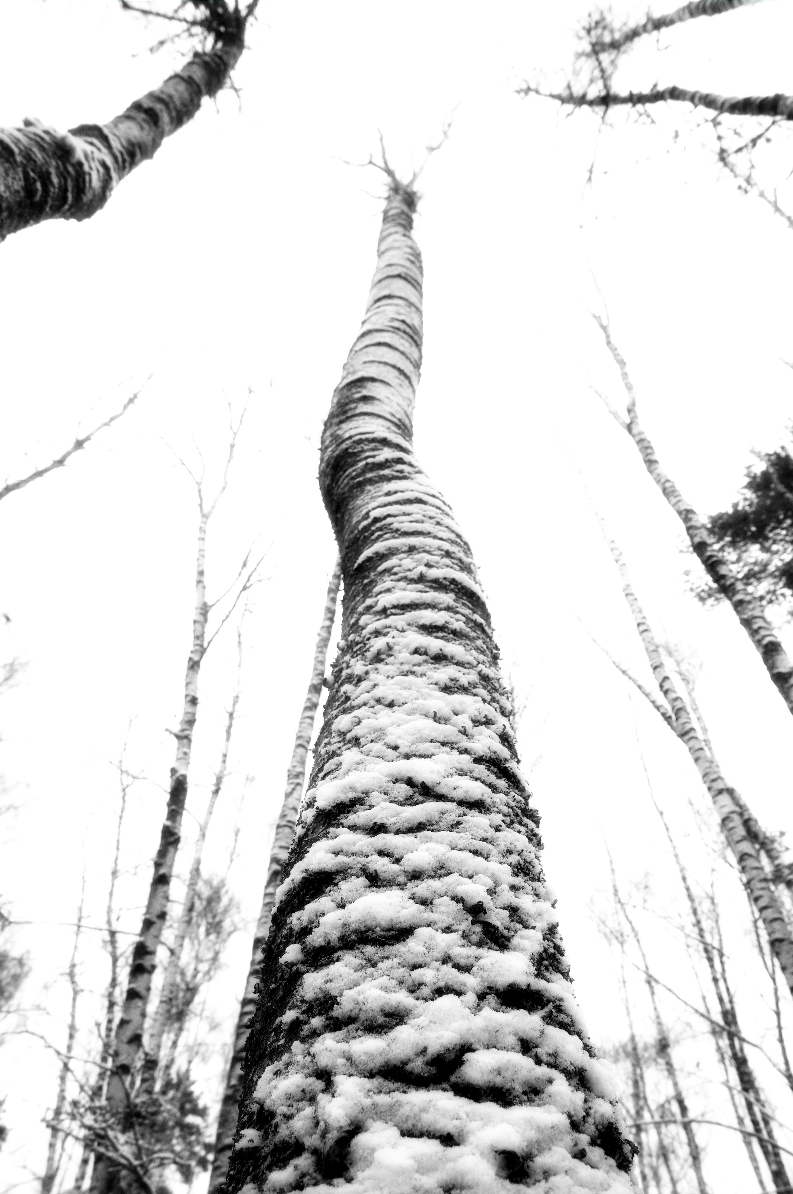 ЧБ  пейзажи (BnW landscape). Фотограф (photographer) Lischinski Vitaliy