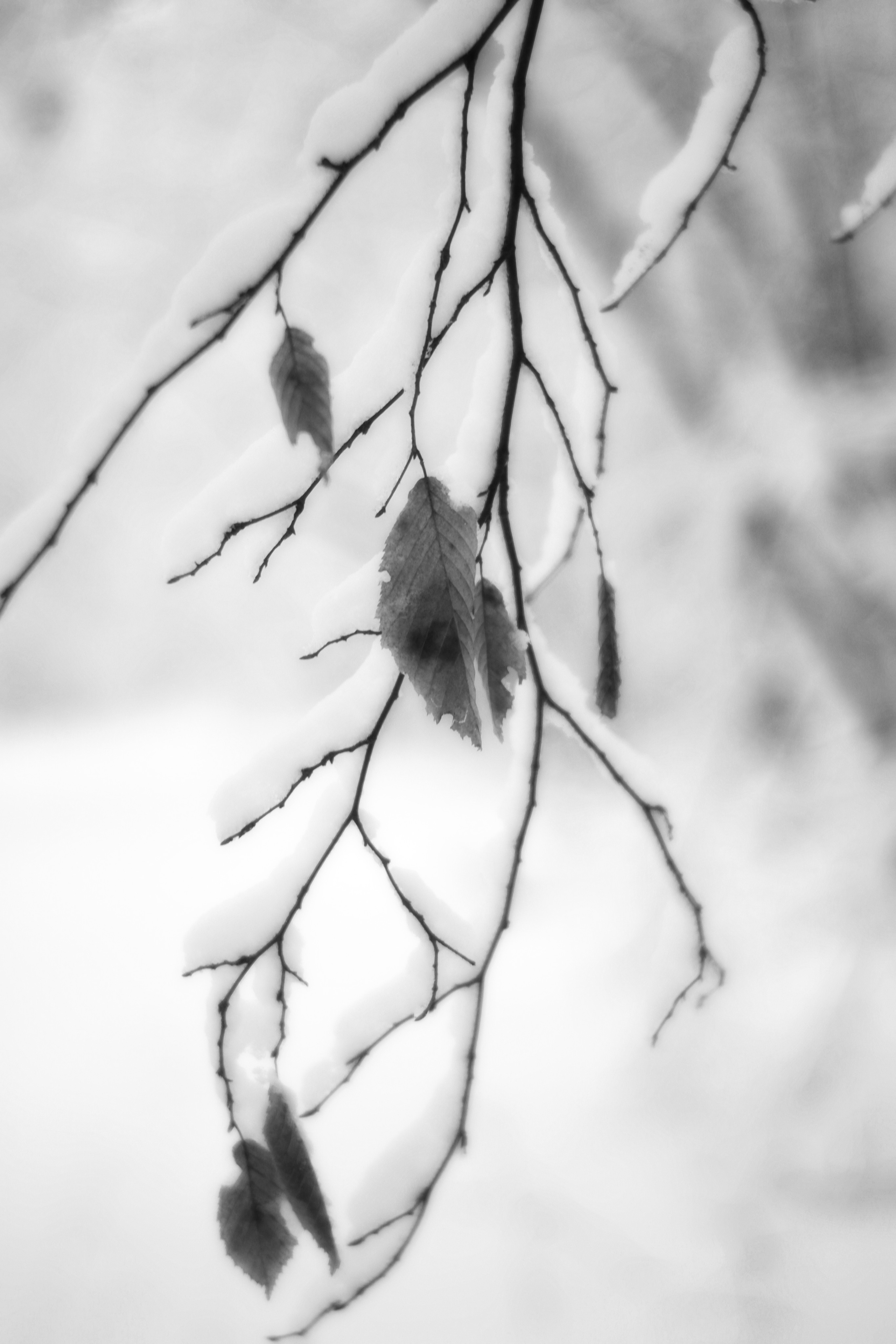 ЧБ  пейзажи (BnW landscape). Фотограф (photographer) Lischinski Vitaliy