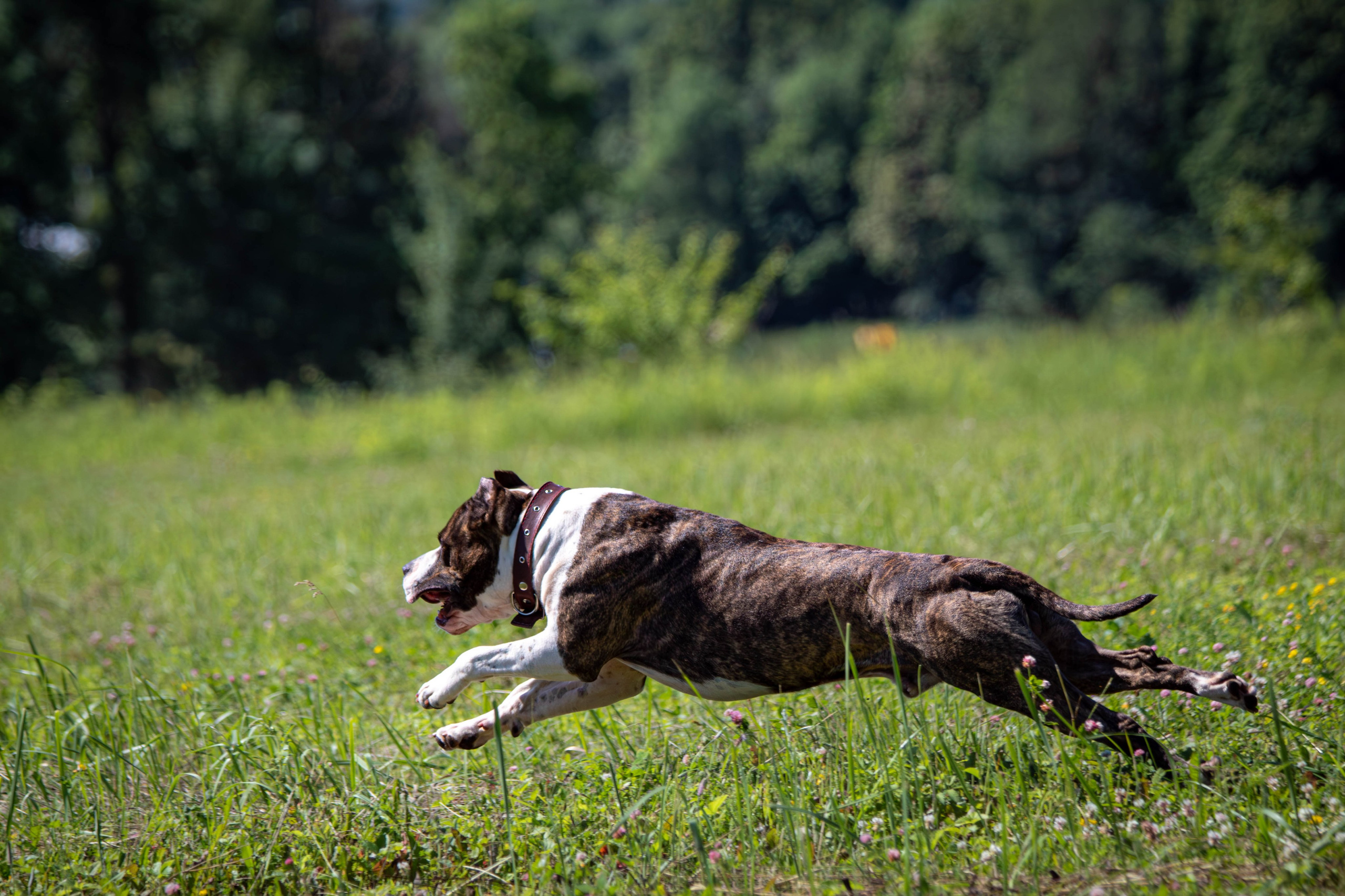 Фотосессии с животными в Туле. Фотограф анималист — Тула, Москва