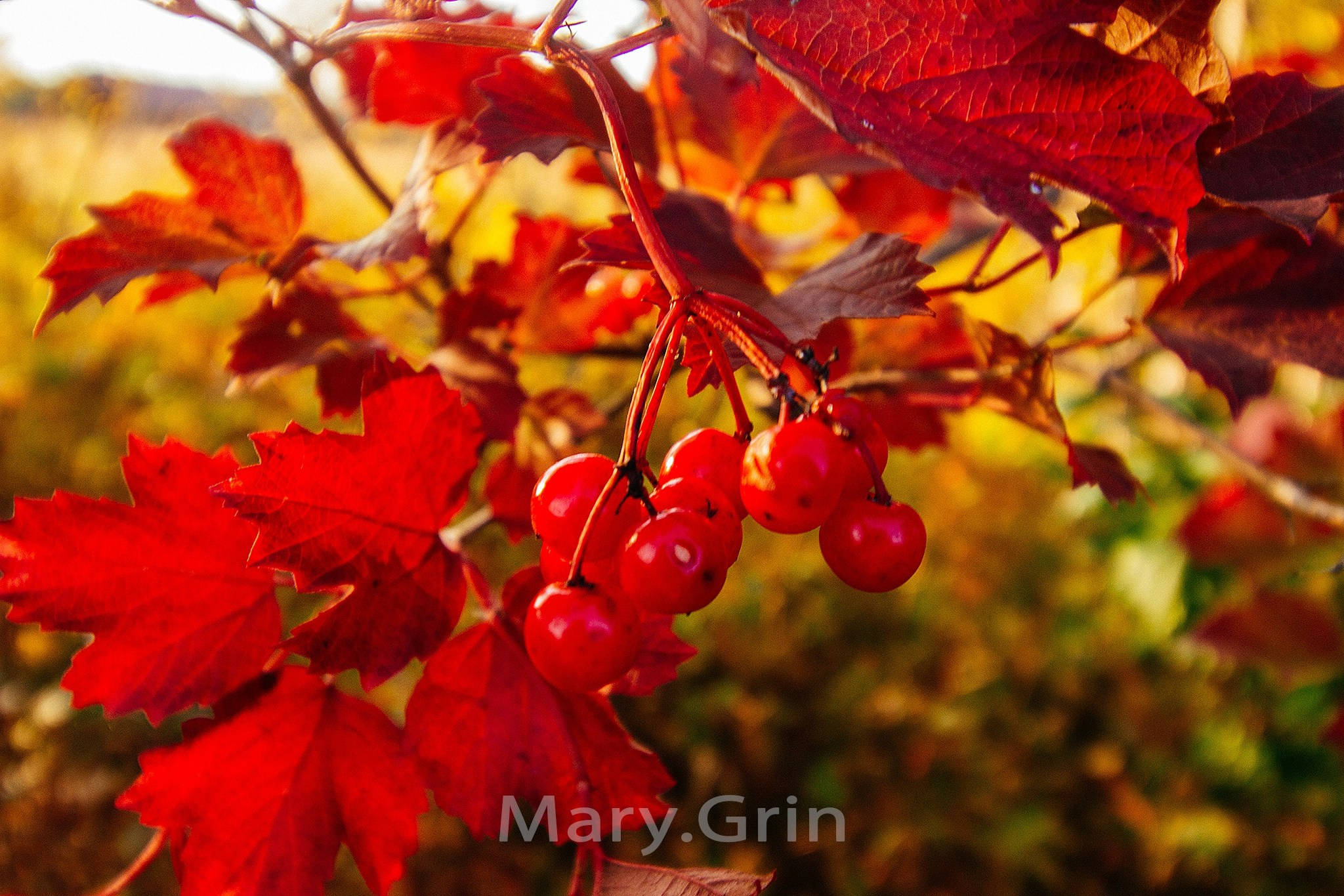 Русская деревня. Детский и семейный фотограф, фотограф мероприятий Нижний Новгород
