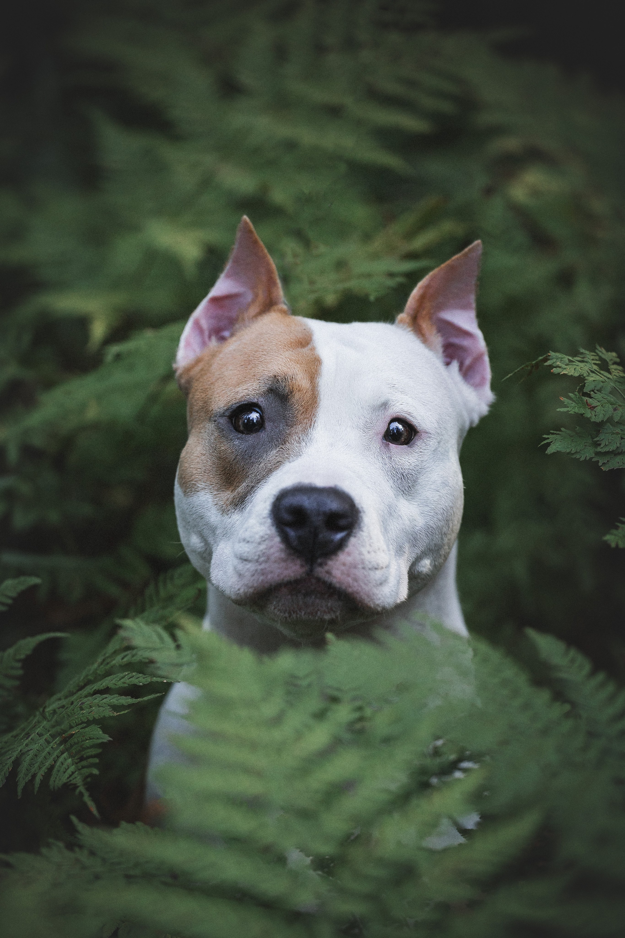 Фотопрогулки. Фотограф для людей и их питомцев Вика Шальнева