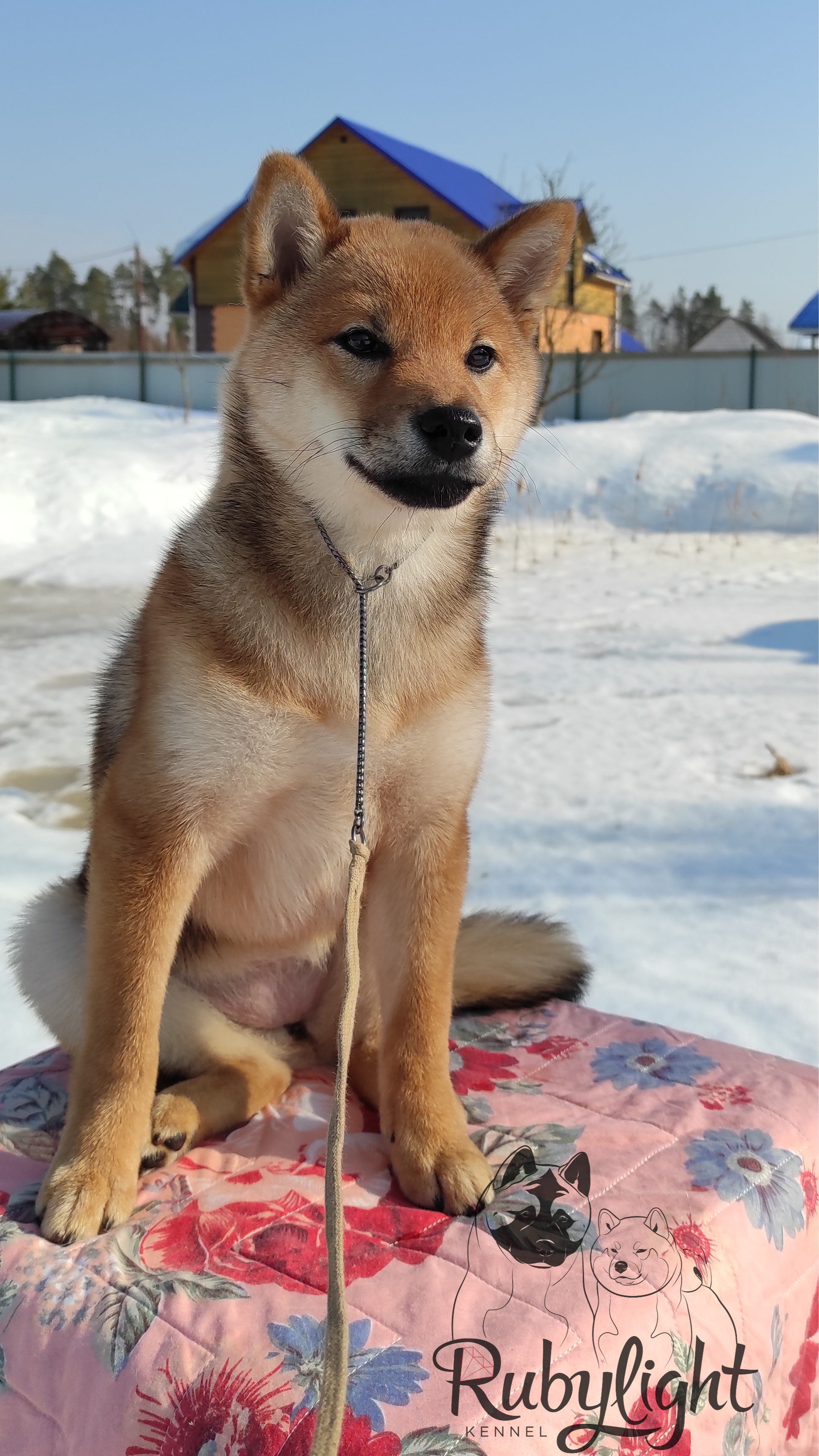 RUBYLIGHT O'Chloya. AMERICAN AKITA RUBYLIGHT KENNEL I SHIBA-INU