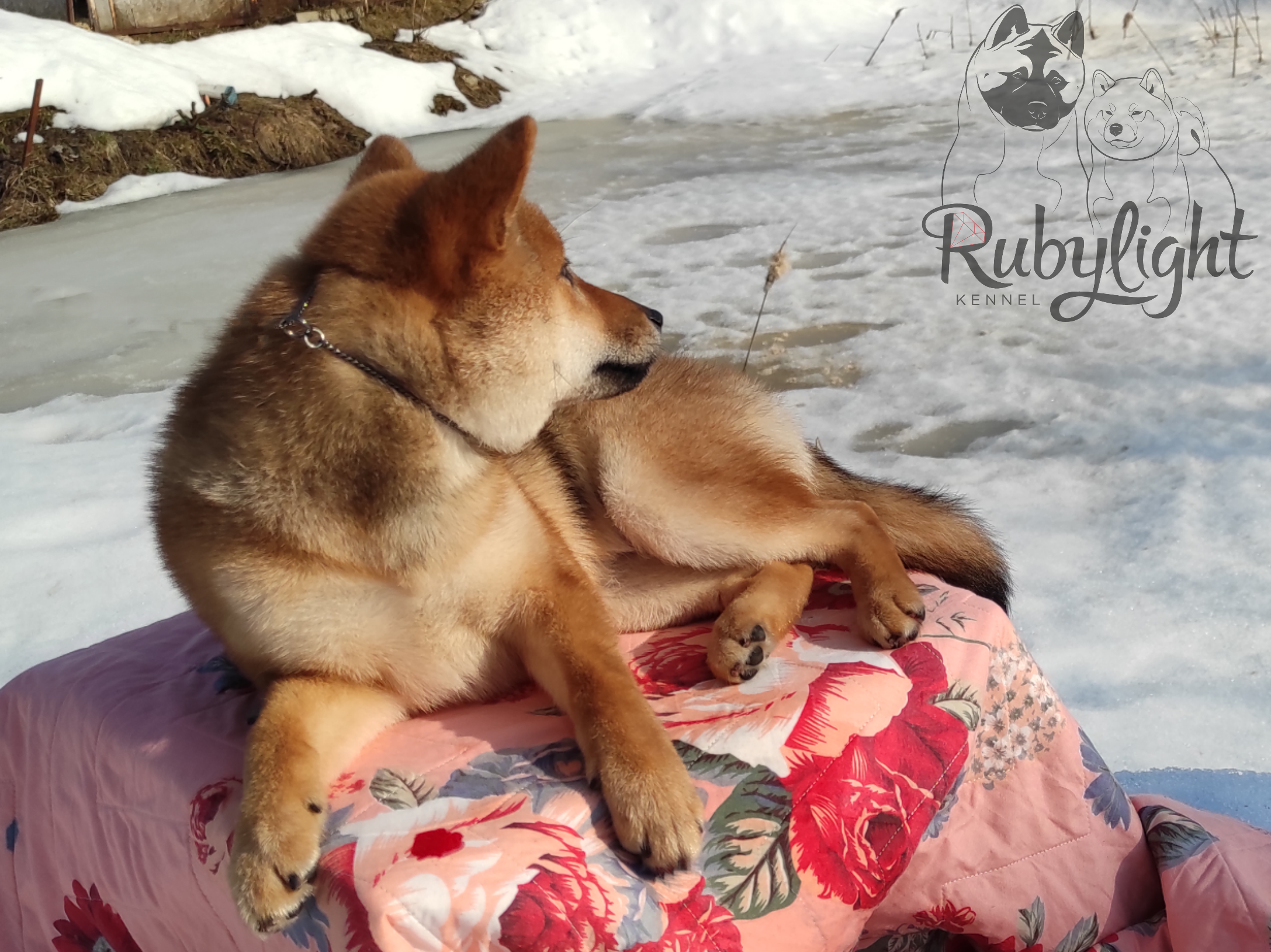 RUBYLIGHT O'Chloya. AMERICAN AKITA RUBYLIGHT KENNEL I SHIBA-INU