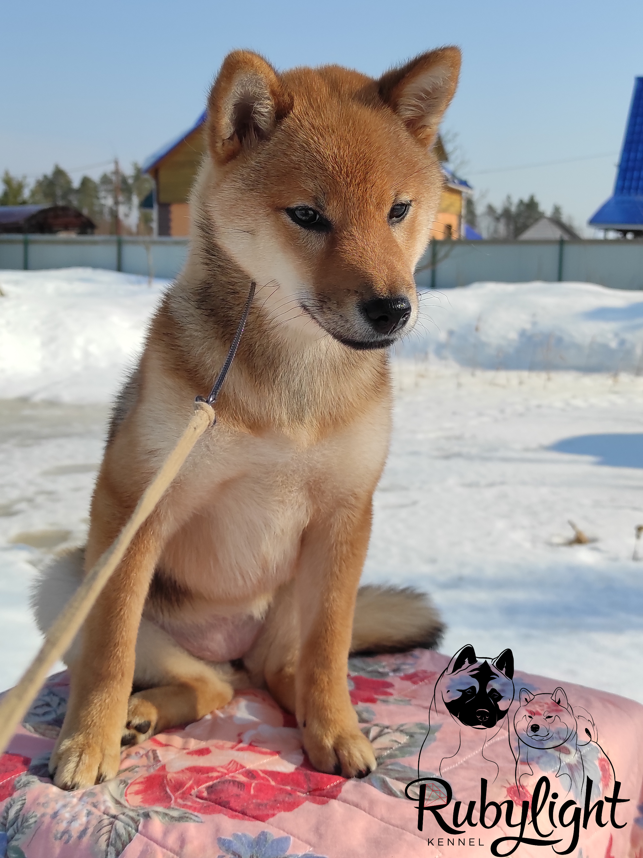 RUBYLIGHT O'Chloya. AMERICAN AKITA RUBYLIGHT KENNEL I SHIBA-INU