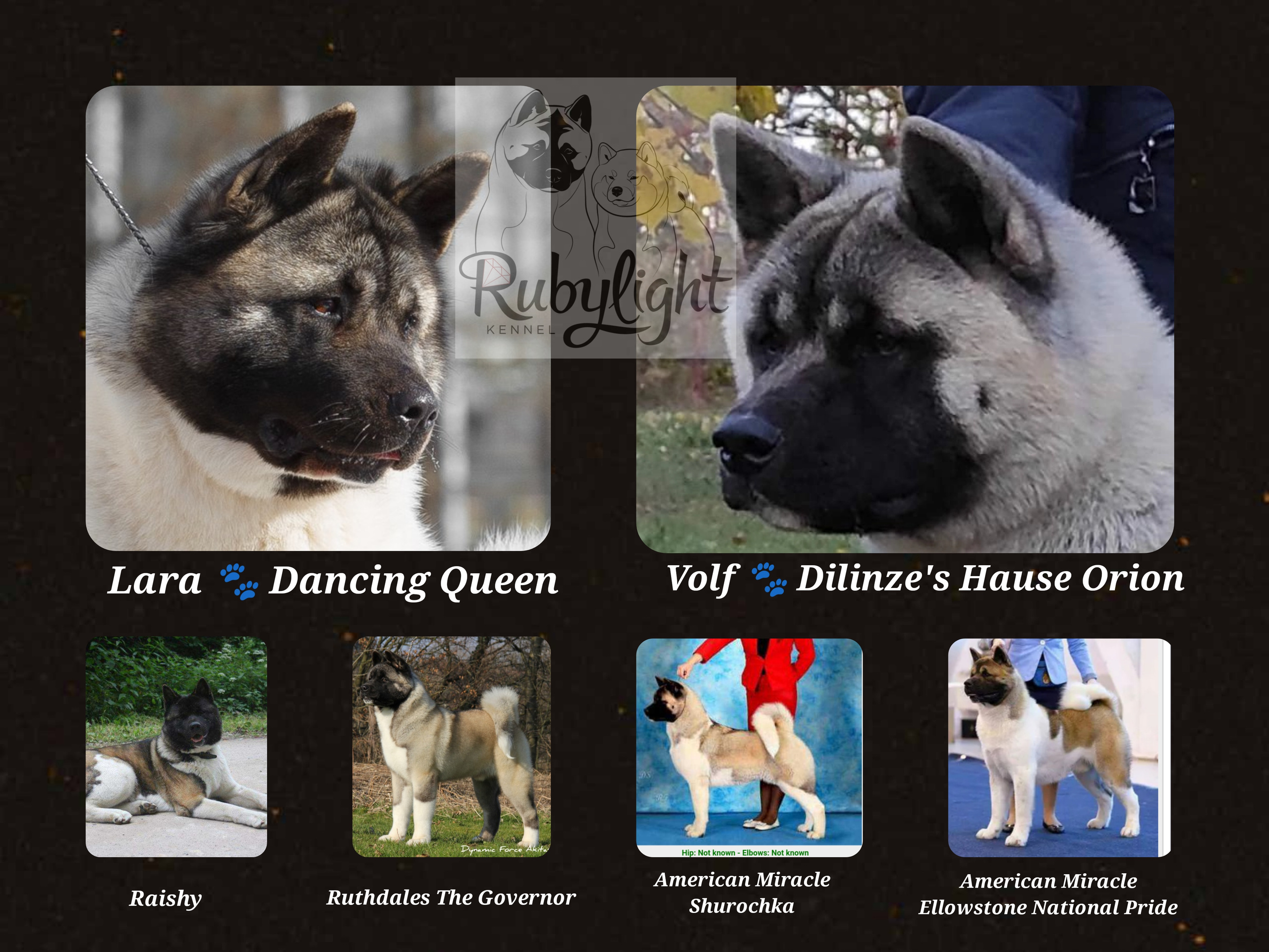 Помёт П Американская Акита Дата рождения 05.04.2022 Мама DANCING QUEEN Папа Dilinze's Hause Orion щенки Акита американская купить санкт-петербург