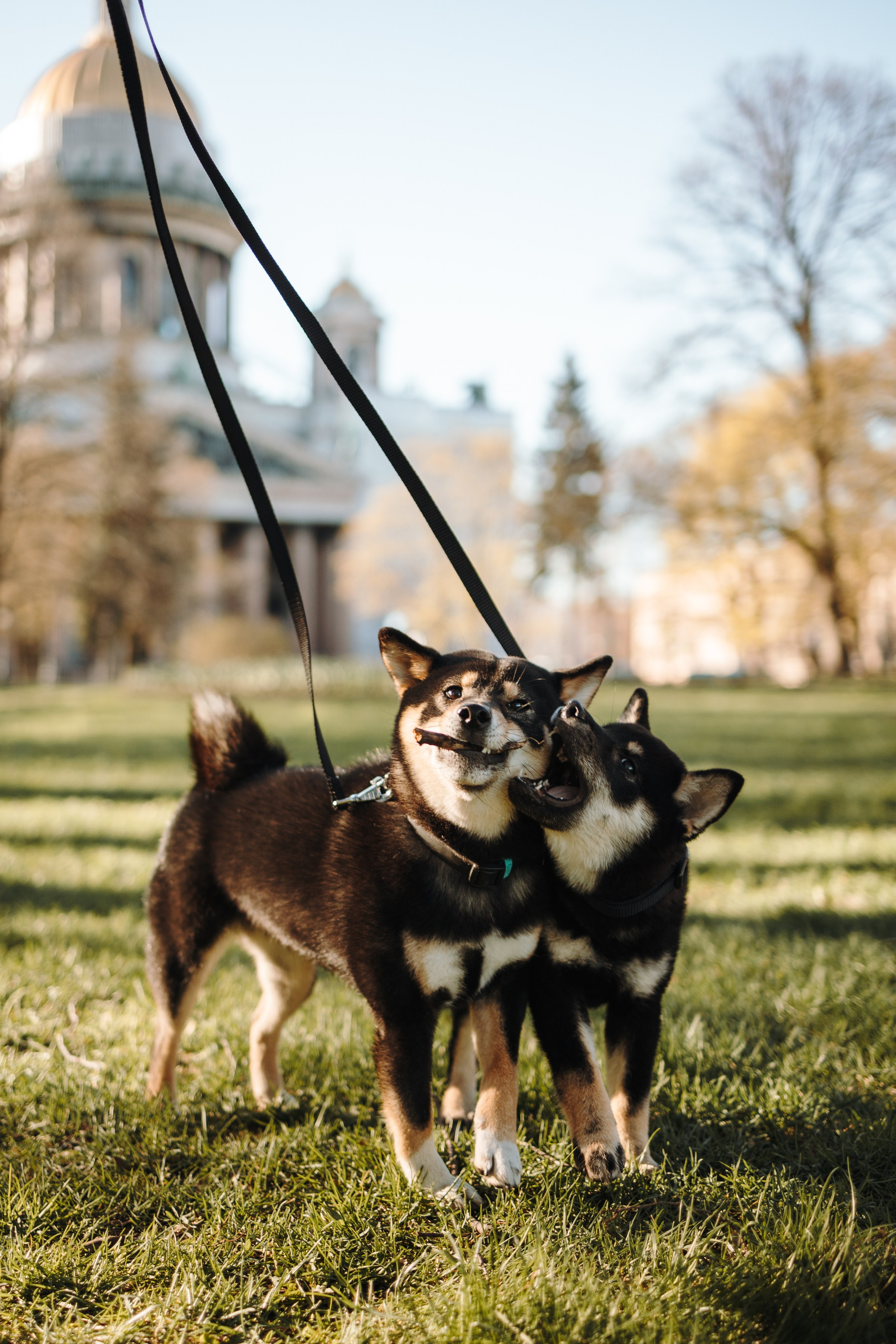 Даша и ее девочки. Фотограф — Анималист | Санкт-Петербург