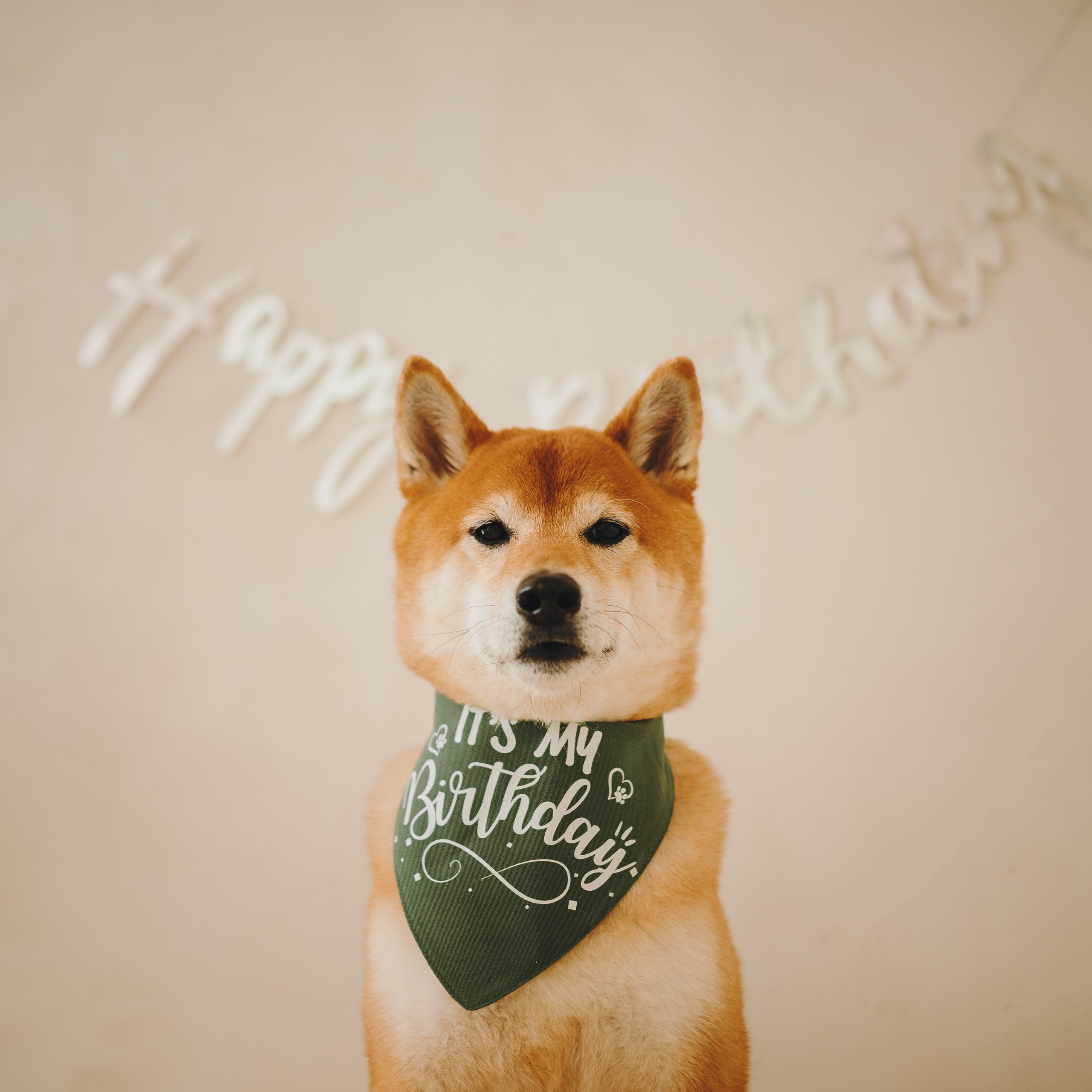 День рождения Кексика. Семейный фотограф анималист Ананьева Мария — Москва