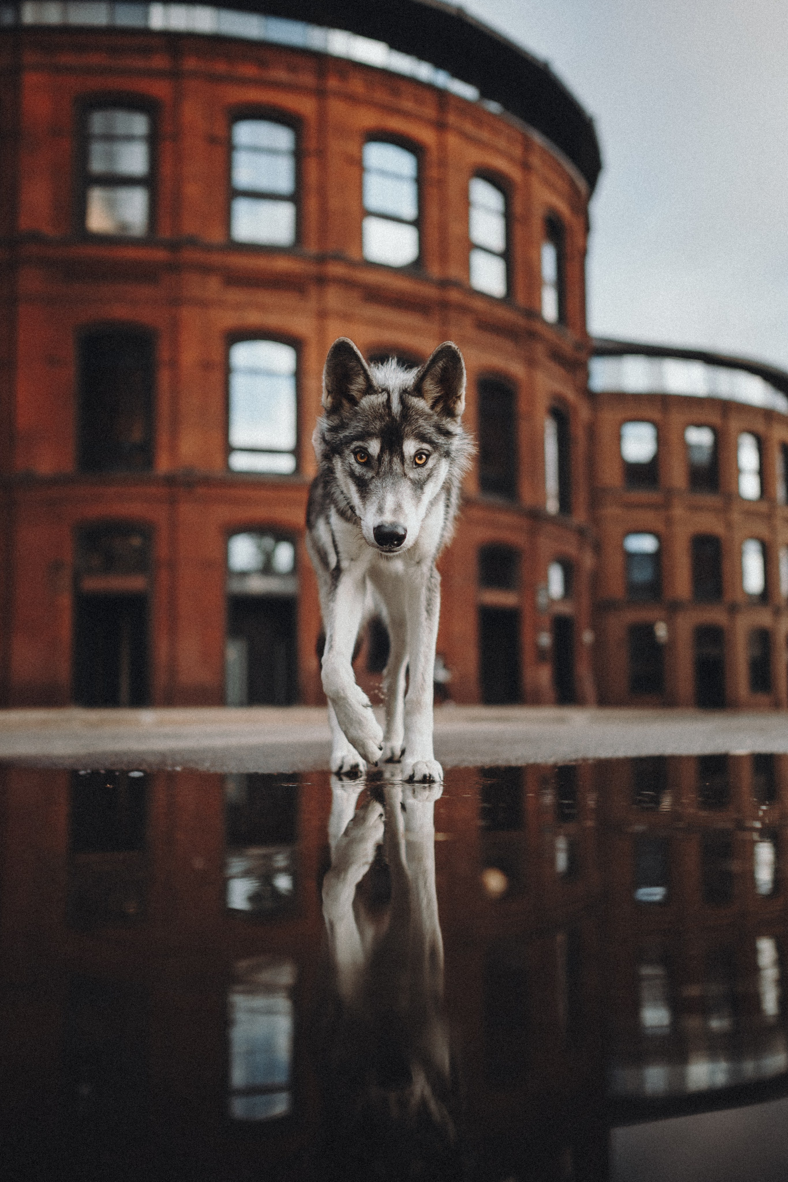 Вика и Кора. Семейный фотограф анималист Ананьева Мария — Москва