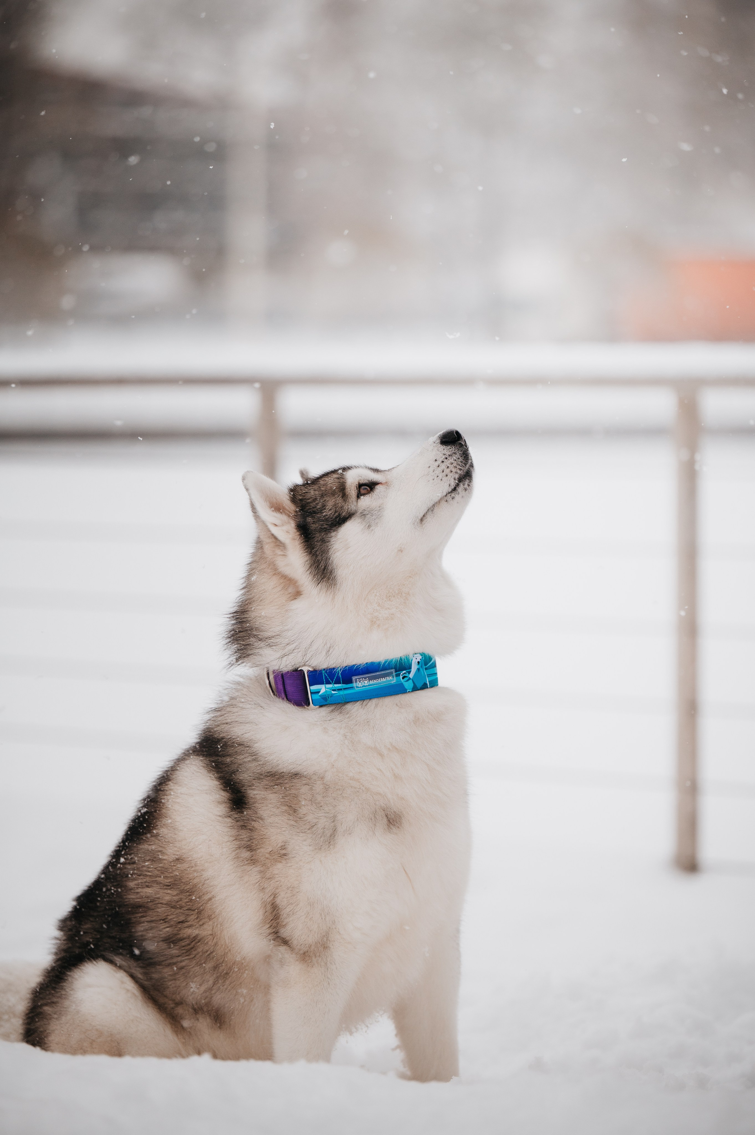 Bender&Frai. Зимняя коллекция. Семейный фотограф анималист Ананьева Мария — Москва