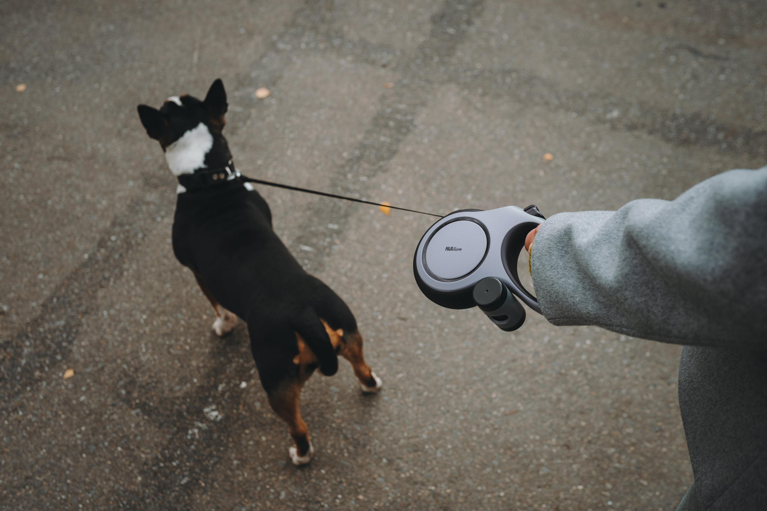 Pawsitive. Семейный фотограф анималист Ананьева Мария — Москва