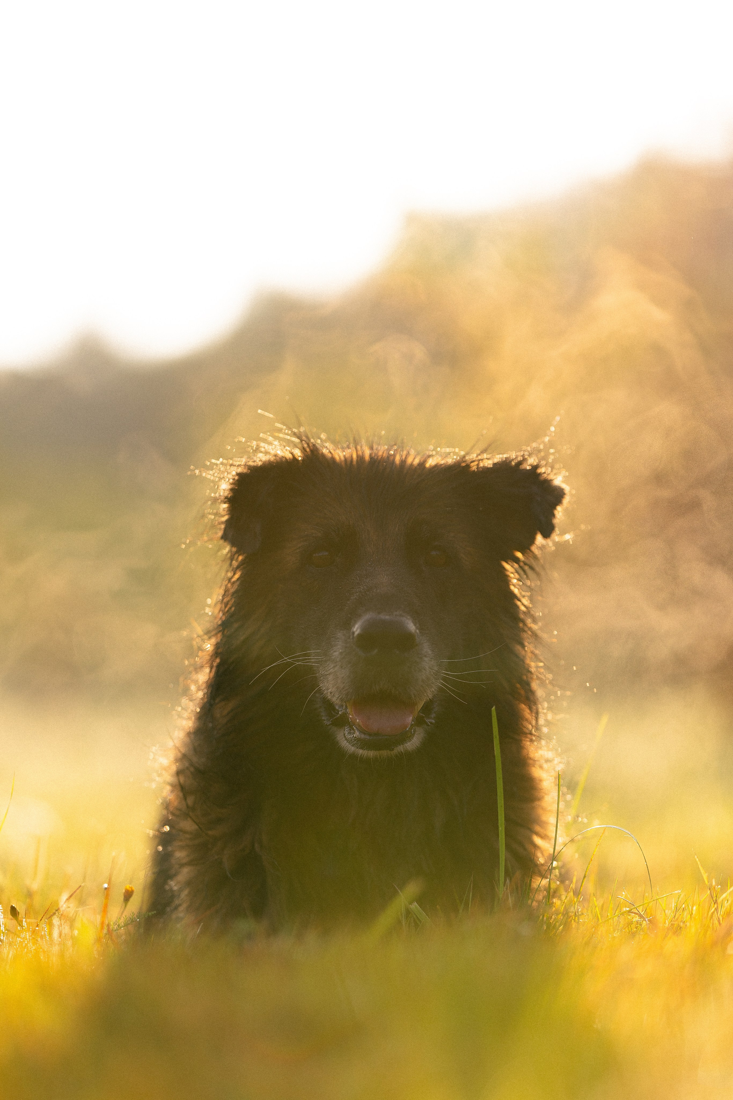 Алена, Матвей, Фанни и Фрея. Фотограф и видеограф анималист Аганина Дарья