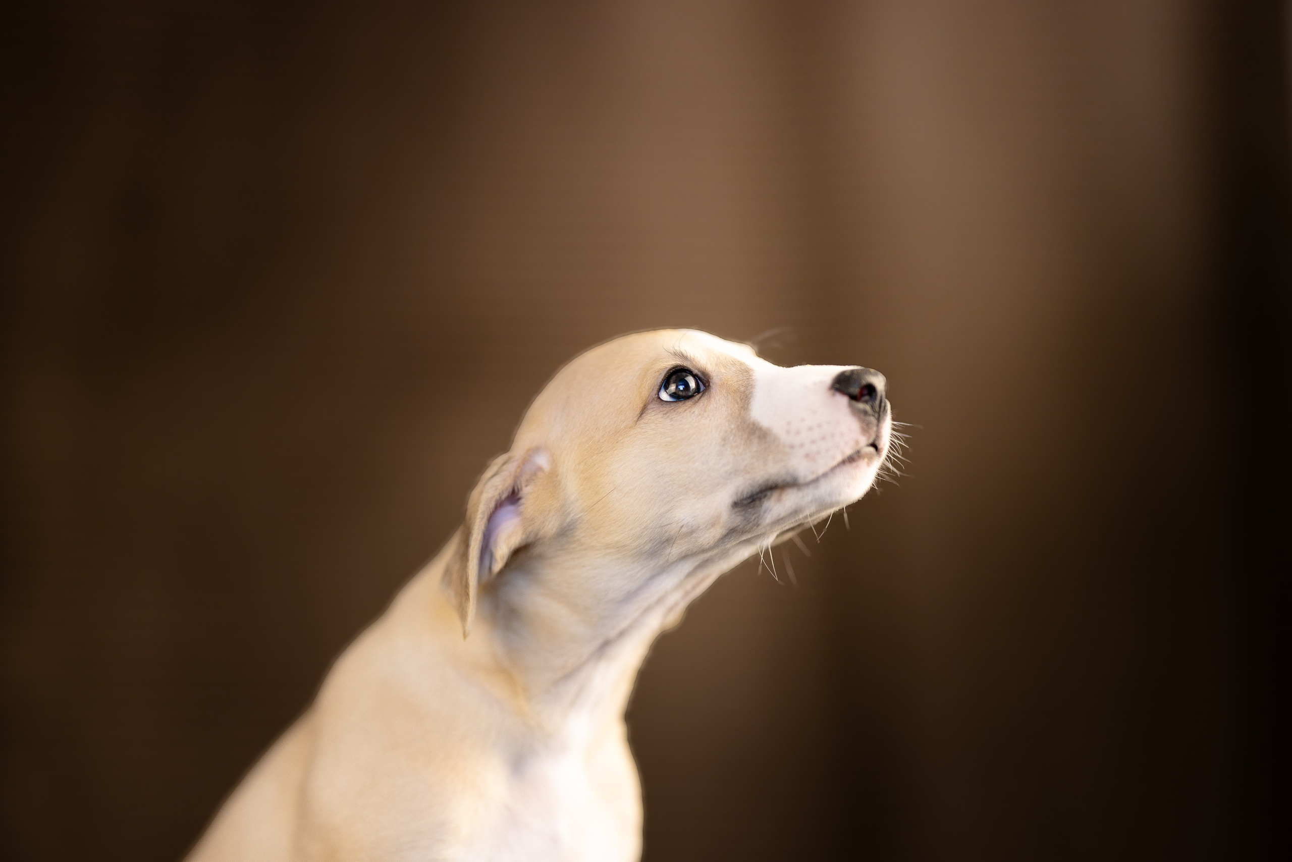 Уиппет. Фотограф и видеограф анималист Аганина Дарья