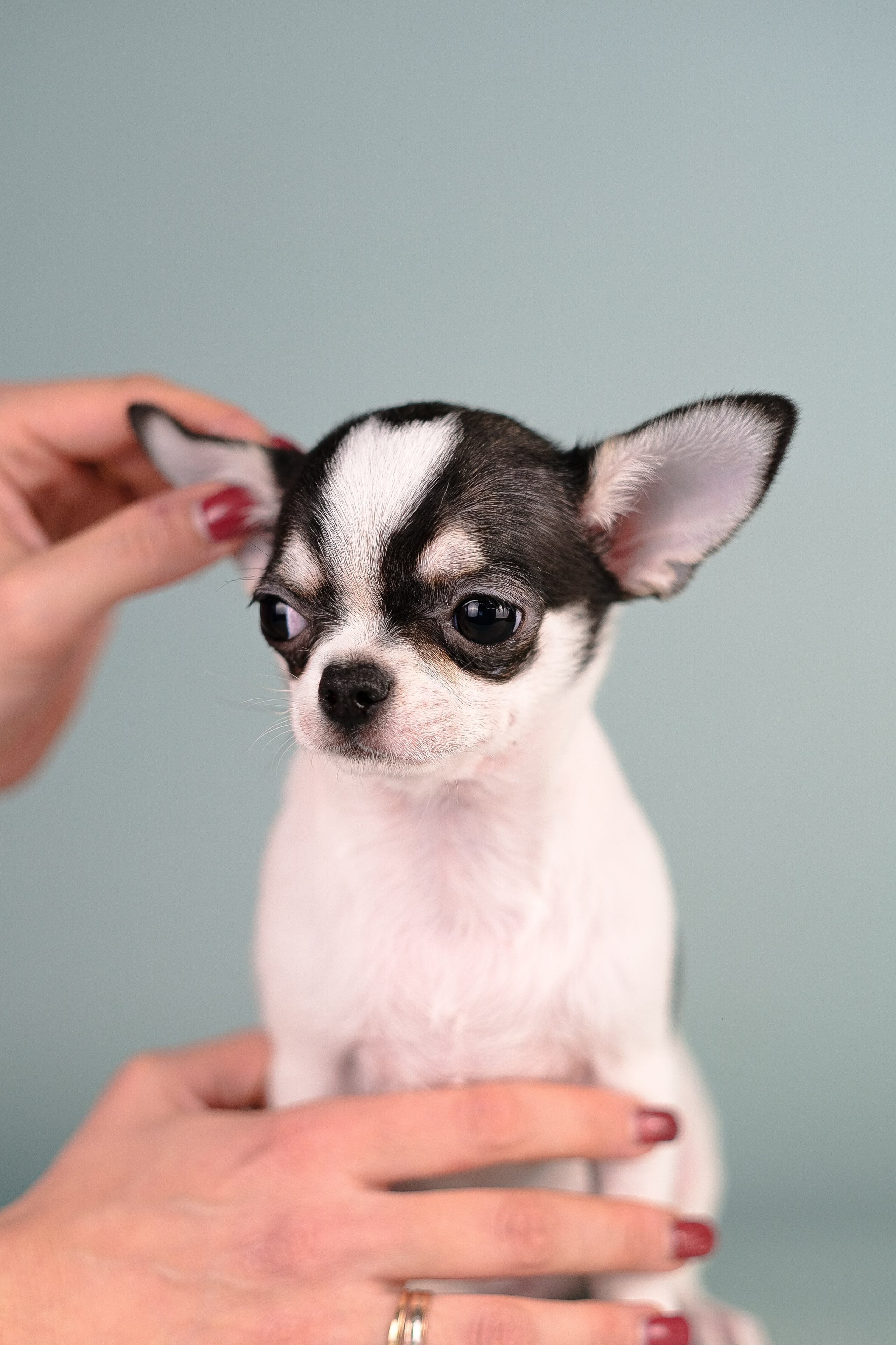 Чихуа хуа. Фотограф и видеограф анималист Аганина Дарья