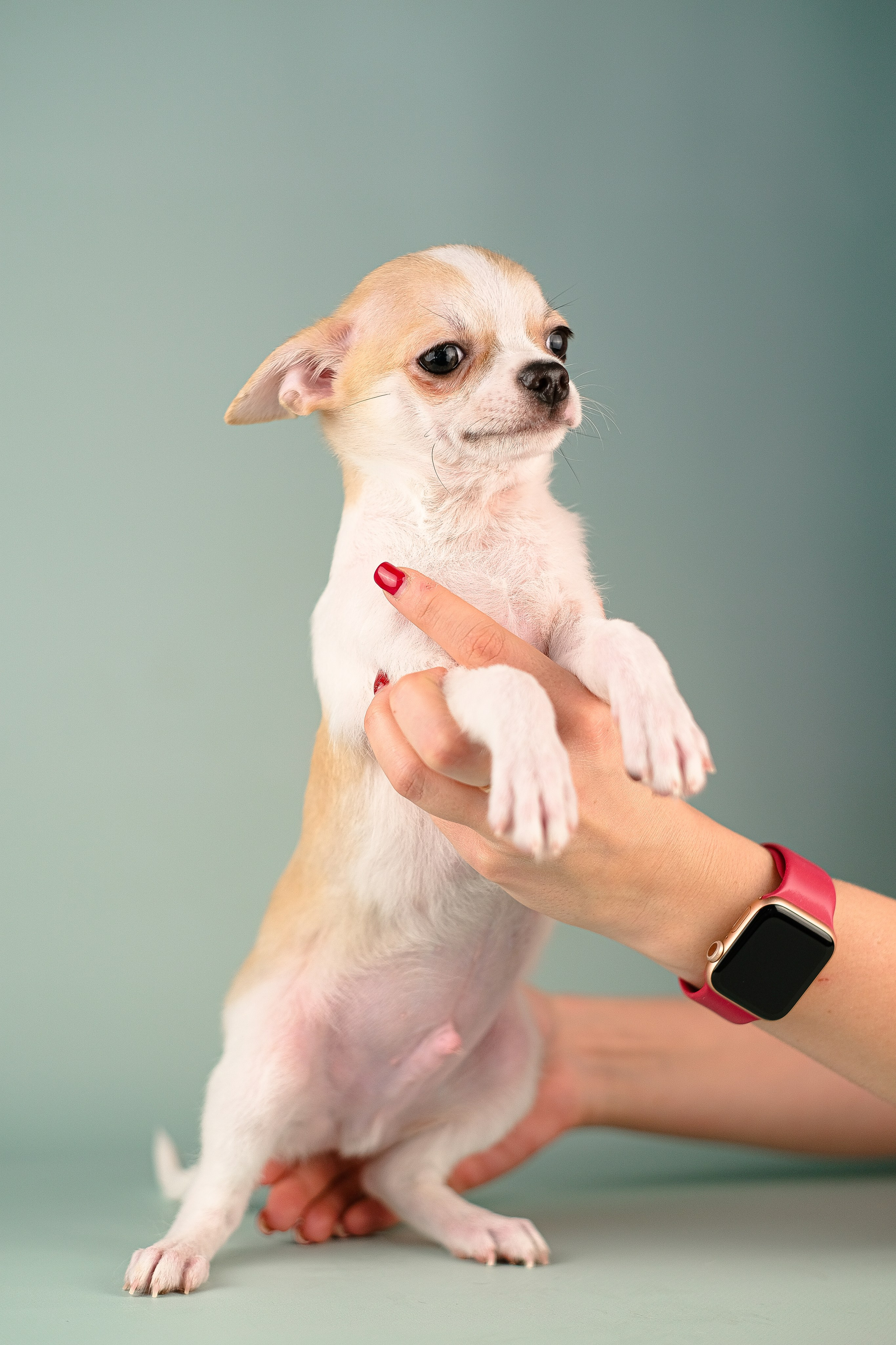 Чихуа хуа. Фотограф и видеограф анималист Аганина Дарья