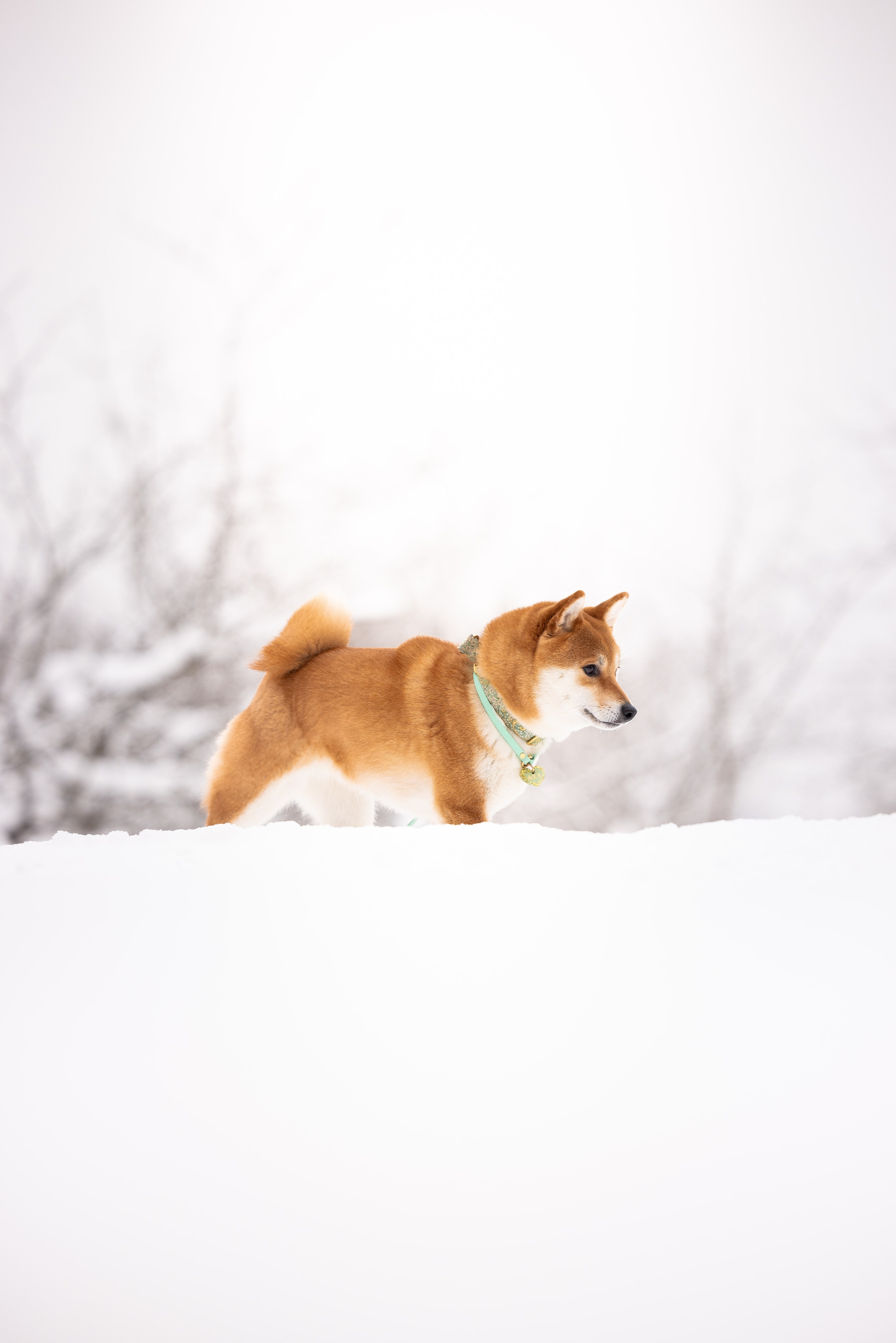 Юми, Серж и Тоши. Фотограф и видеограф анималист Аганина Дарья