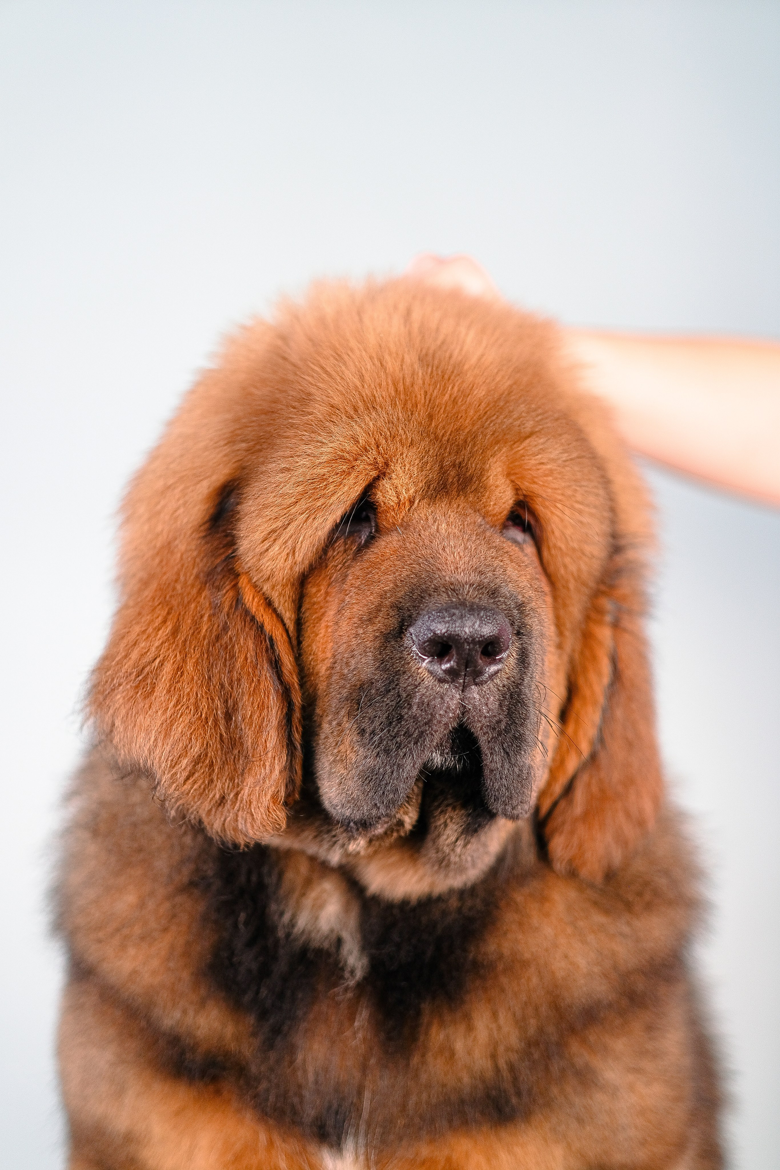 Тибетский мастиф. Фотограф и видеограф анималист Аганина Дарья