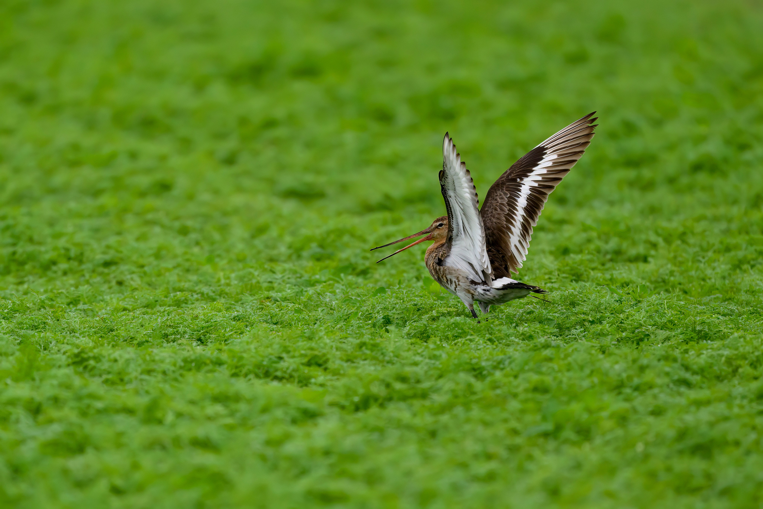 Веретенник. Фотограф Сергей Пупонин