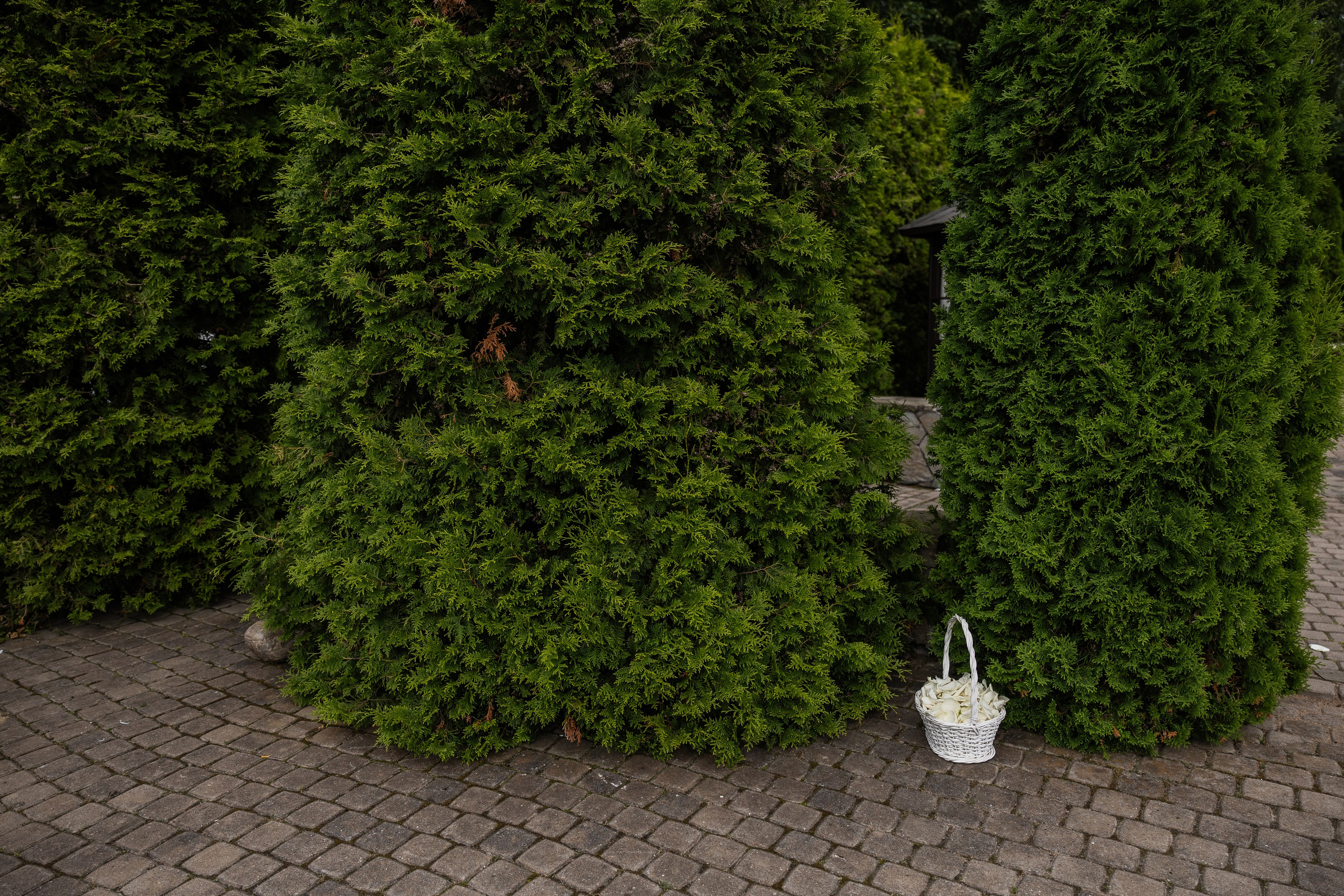 Анастасия и Артем. Свадебный фотограф