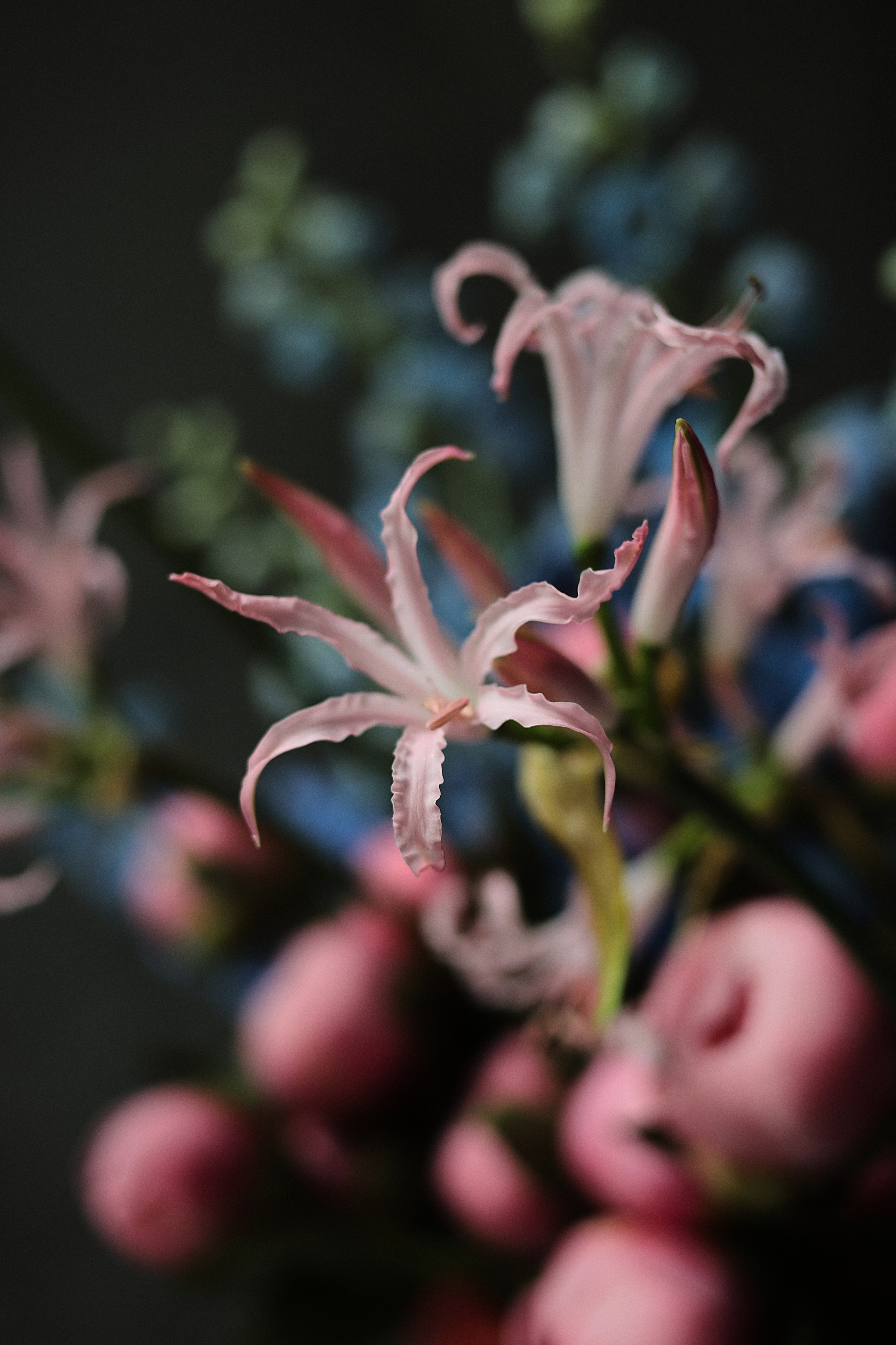 Flowers. Виктория Калугина — фотограф и видеомейкер в Москве