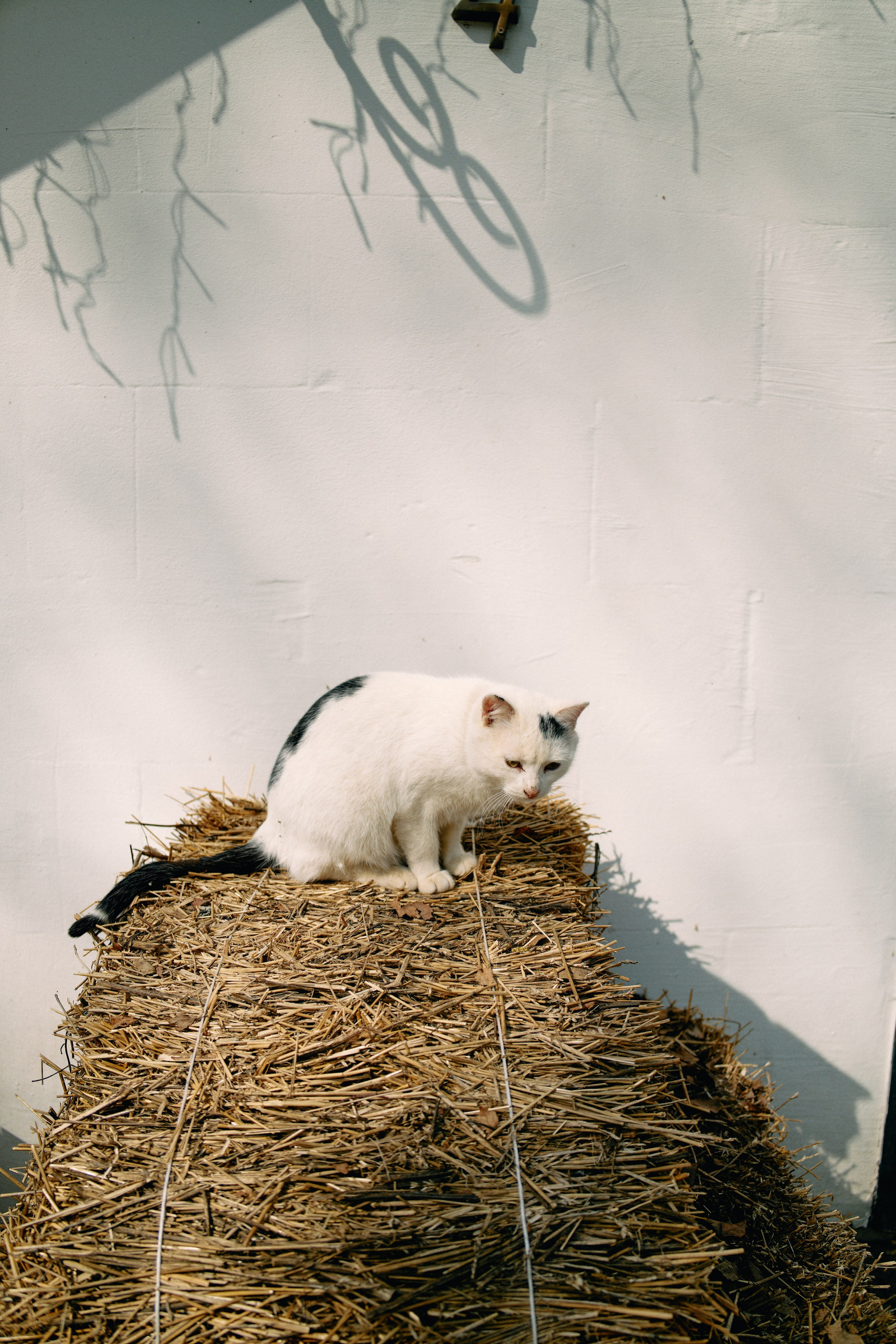 Бутик-отель Поле летом. Профессиональный Фотограф во Владимире, в Москве и в Суздале — Полина Романычева