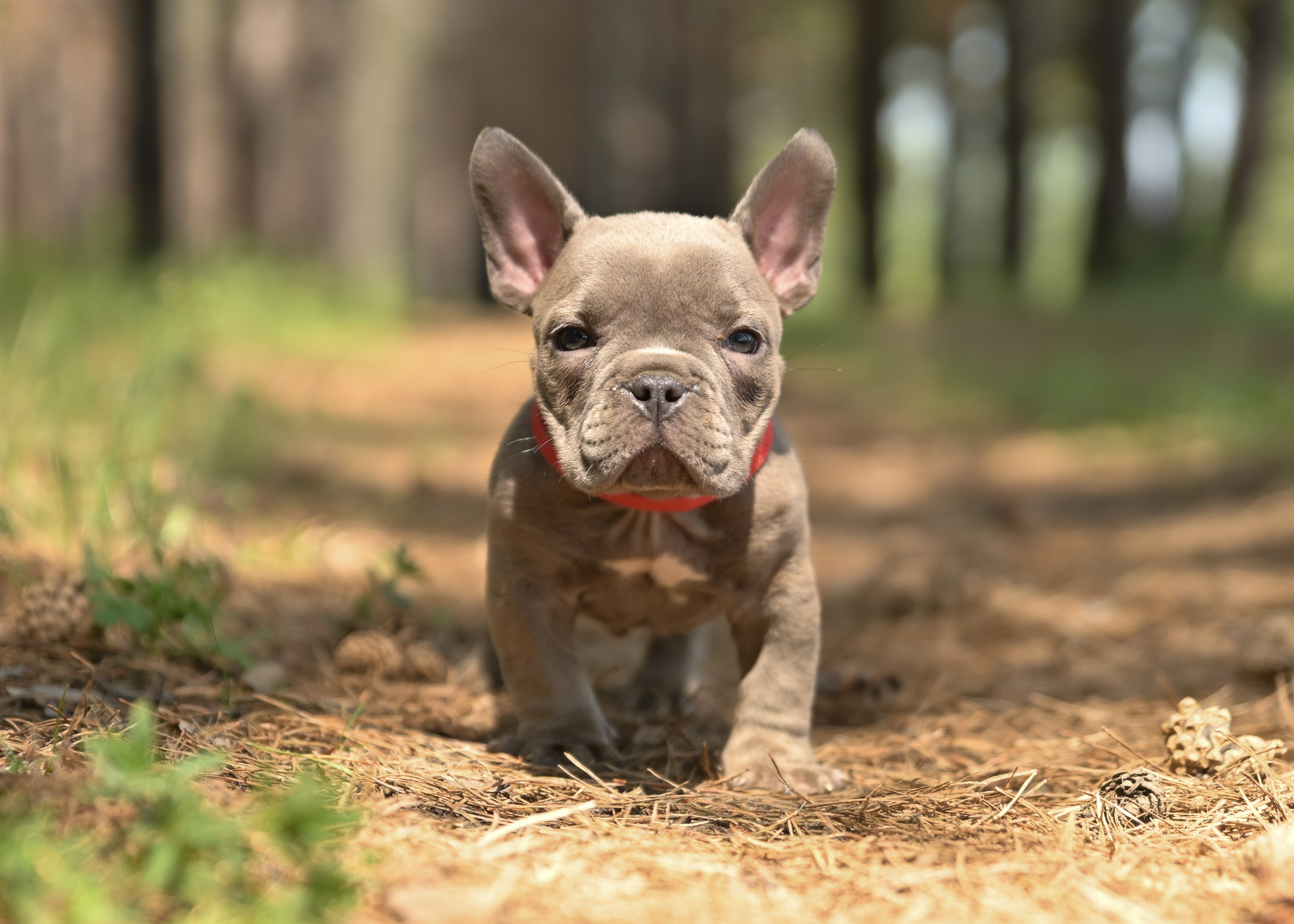 Свободные щенки Американский Булли в Иркутске. Питомник собак Иркутск