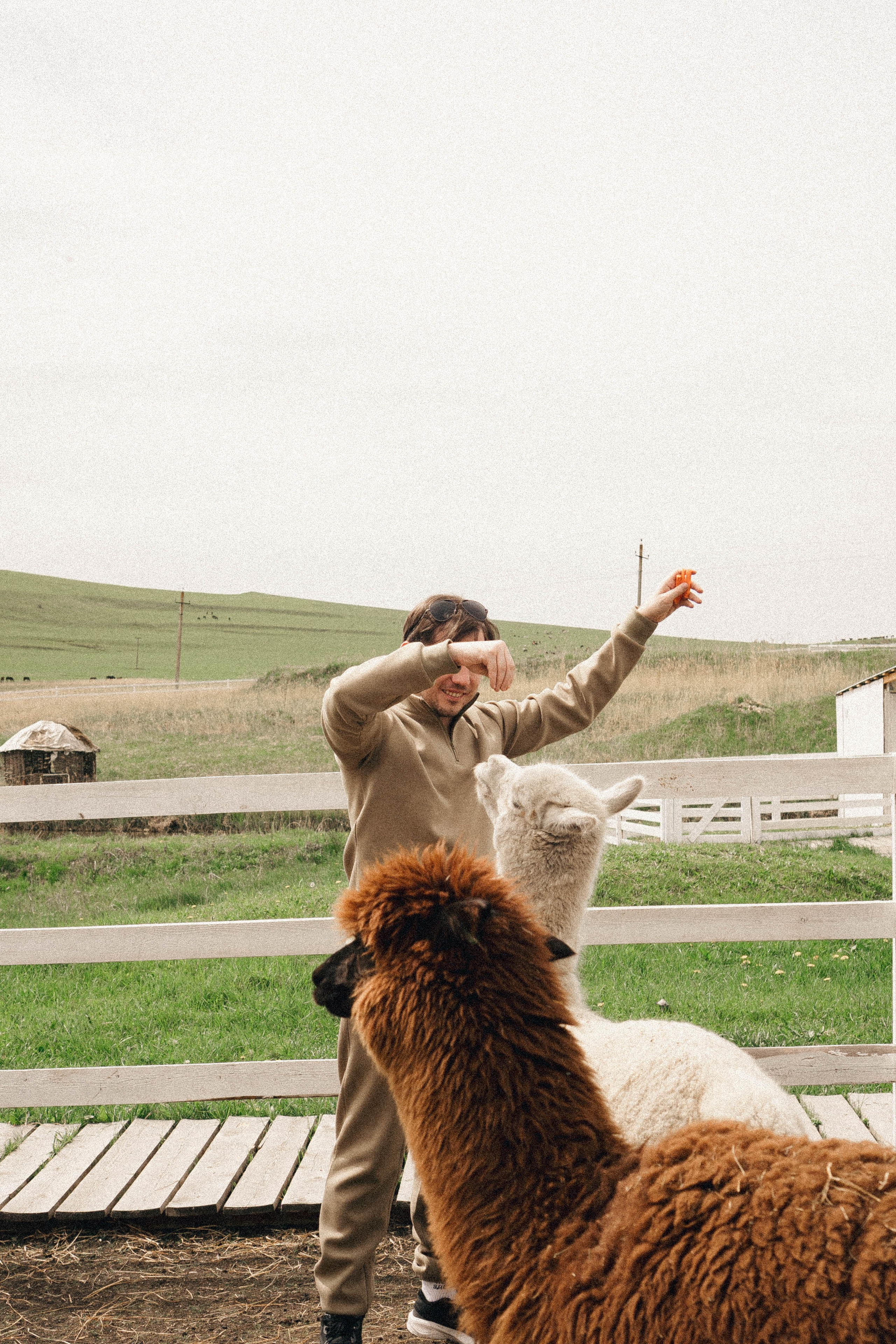 Ферма Альпак. Профессиональный фотограф, Санкт-Петербург — Виктория Богомолова