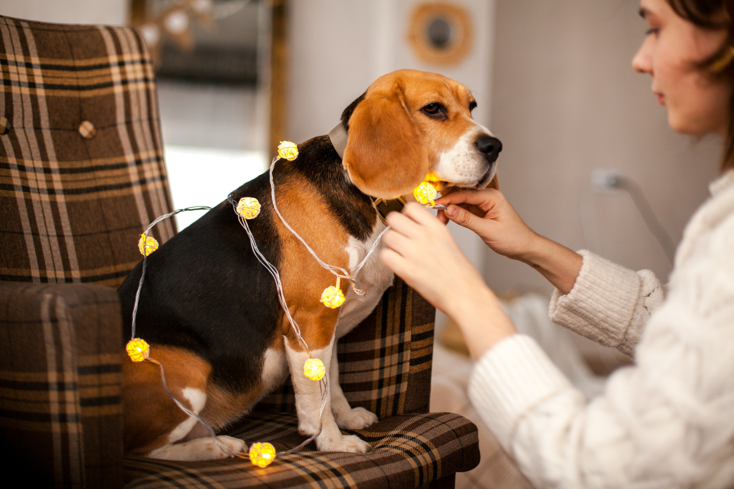 Сидрерия Mr.Fox. Виолетта Скрипка