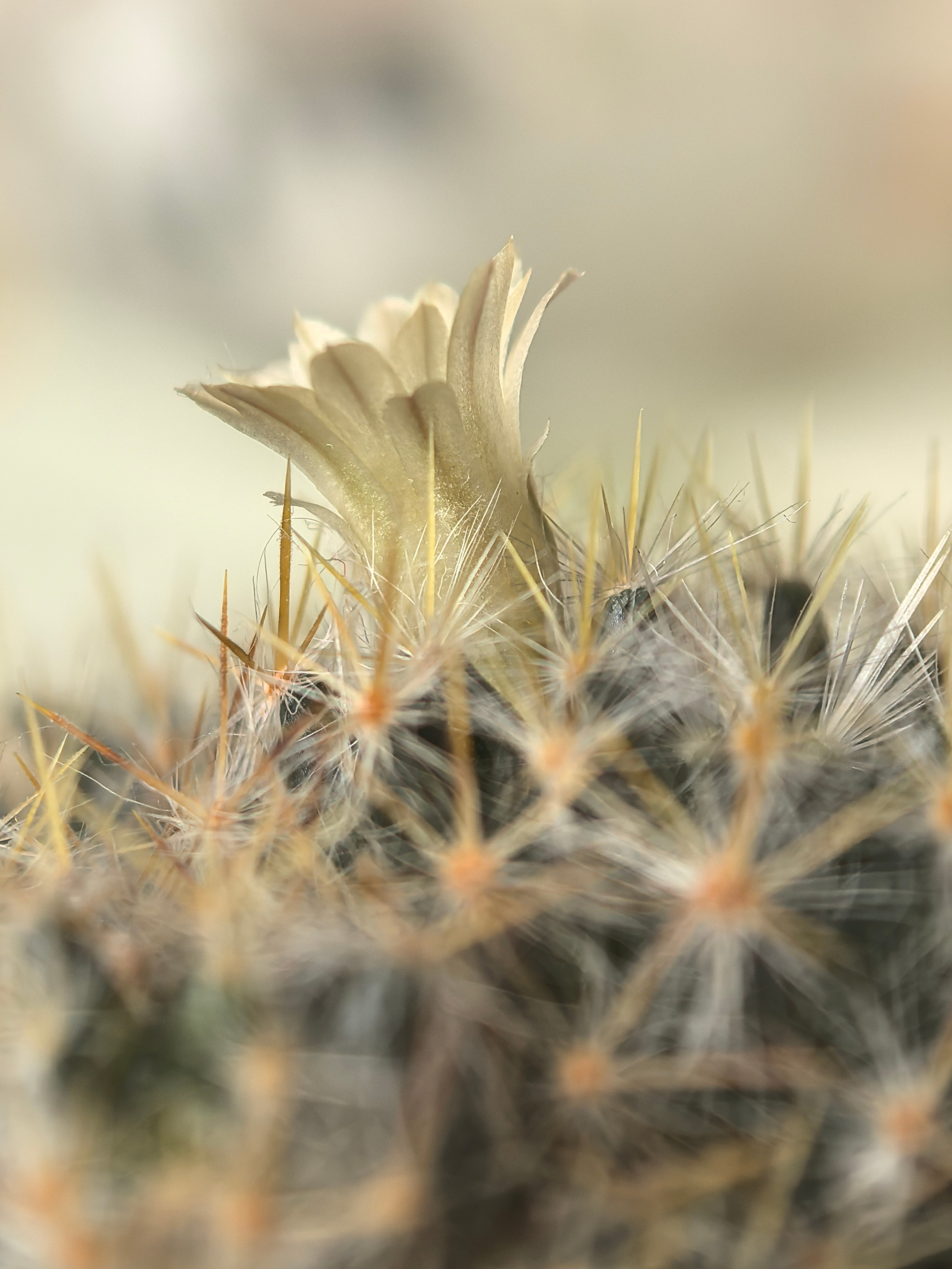 ПочтиМАКРО. Школьные выпускные альбомы в Москве Марина Николаева