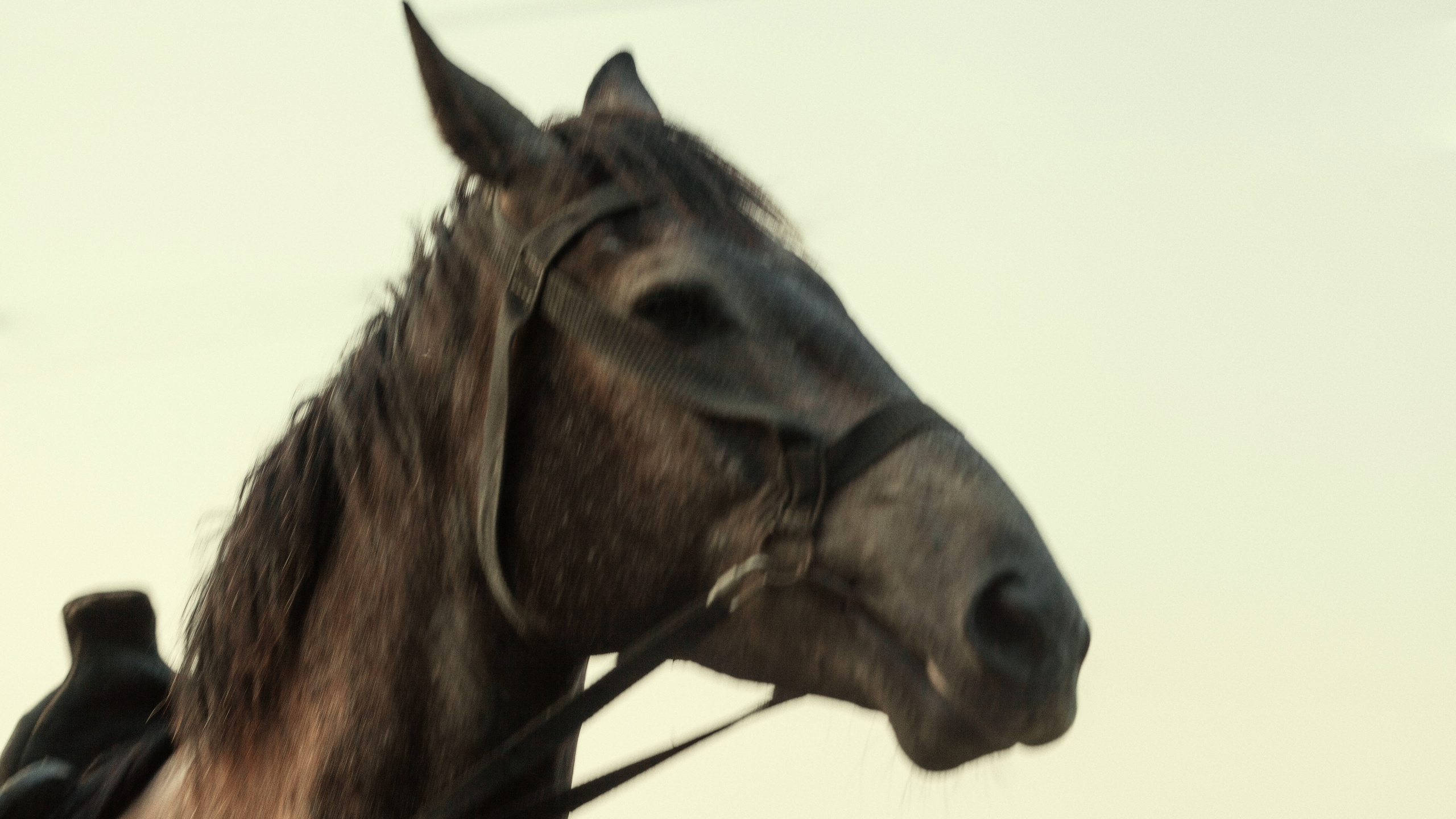 ВЕРНЫЙ СПУТНИК. Фотограф и Видеограф Артур Гимаев