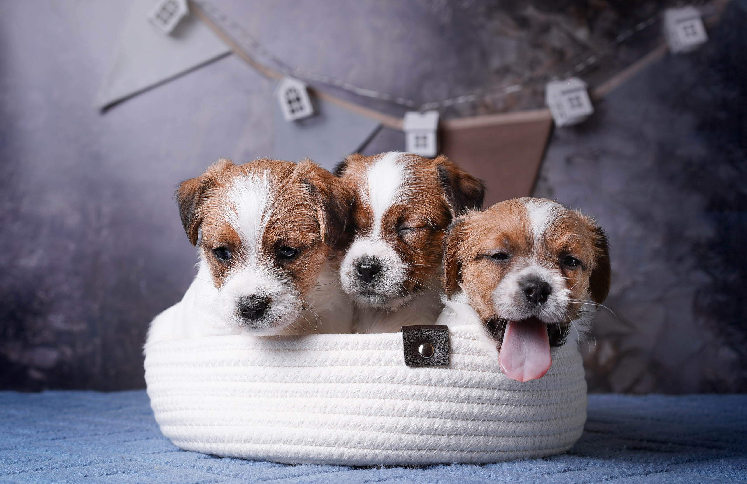 Щенули джек-рассела. Фотограф-анималист в Санкт-Петербурге Яна Мартынова