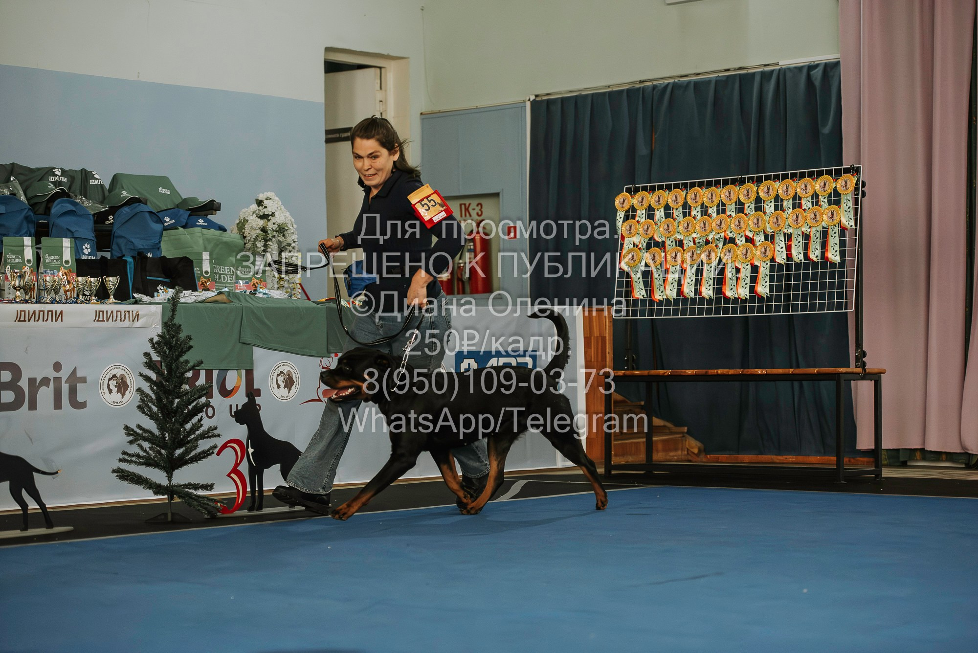 Выставка собак Красноярск 29.10.2023. Фотограф Диана Оленина Красноярск / Братск