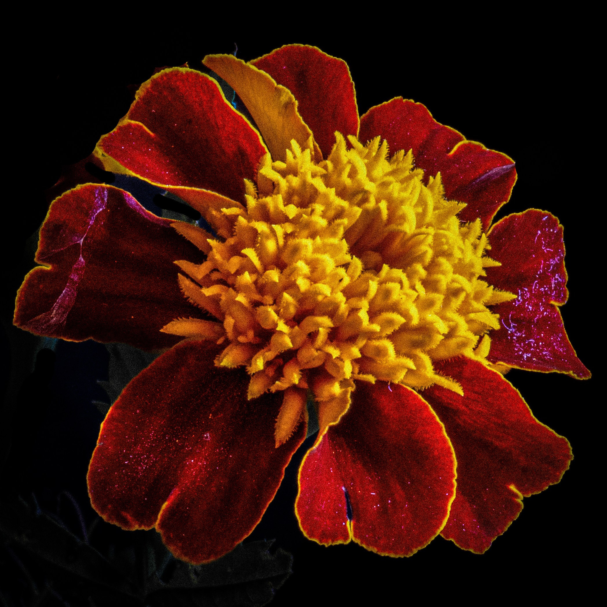 Цветы. Пейзажный и семейный фотограф в Санкт-Петербурге Александр Белов