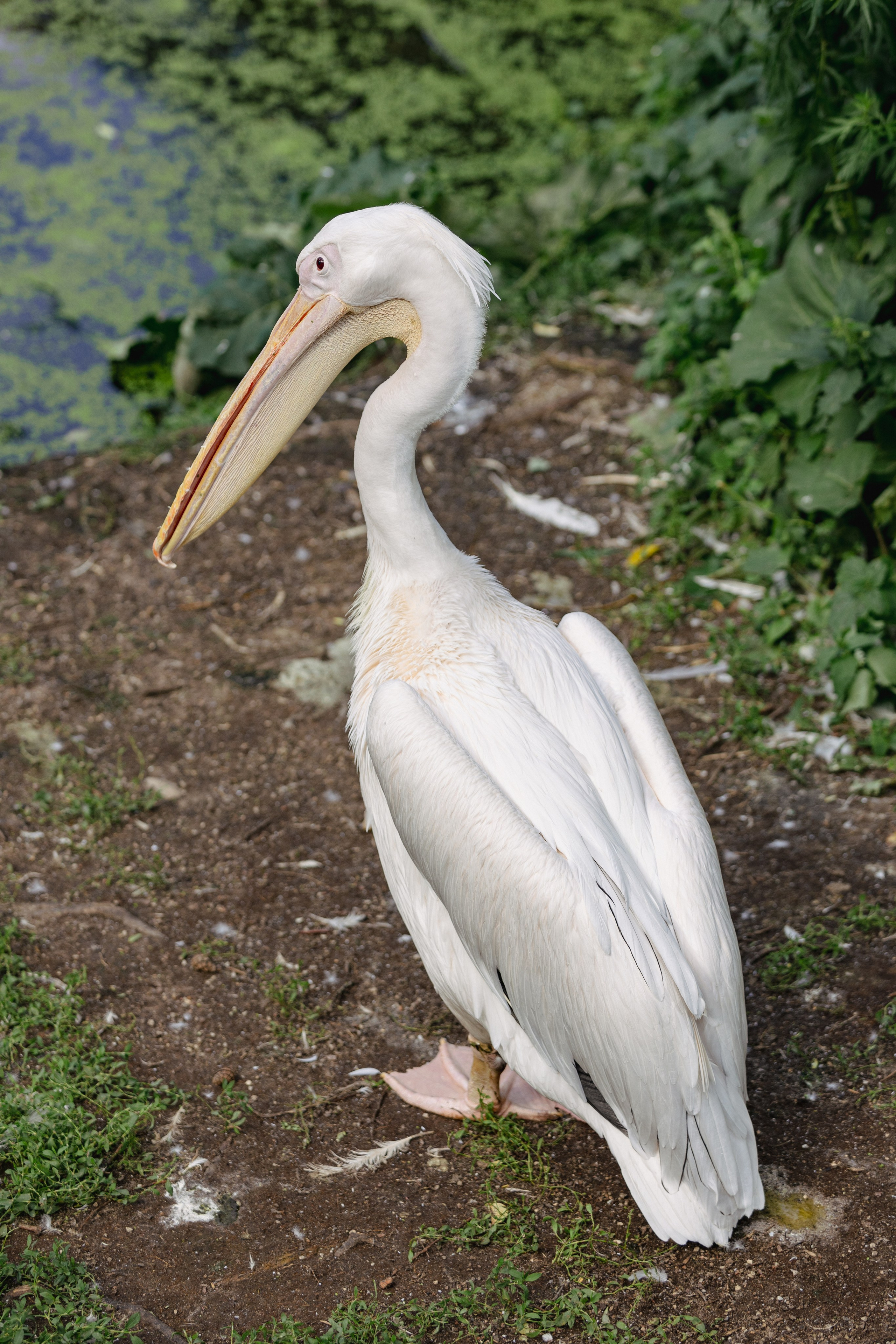 Московский зоопарк. Photographer Sonkina Tatiana (Tanya Ash)