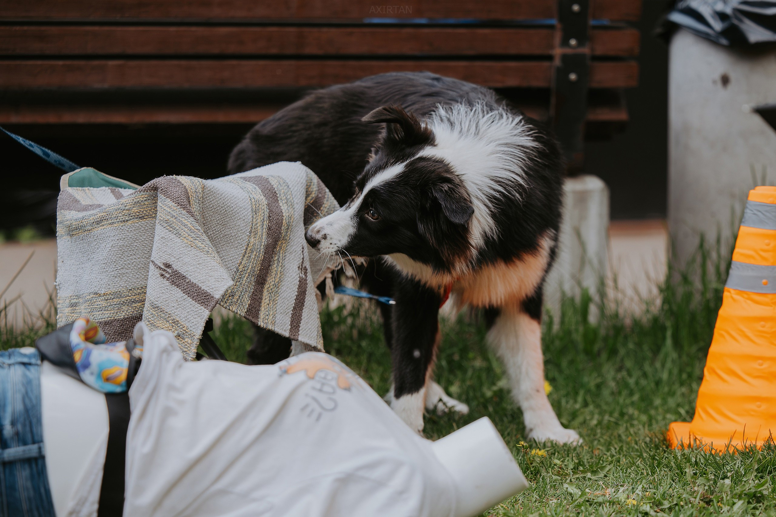 Кубрау. BLGKV питомник собак