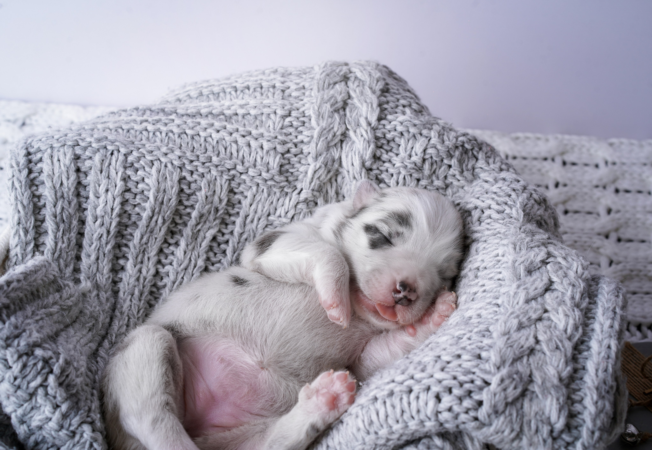 Щенки австралийской овчарки. Фотограф-анималист в Санкт-Петербурге Яна Мартынова