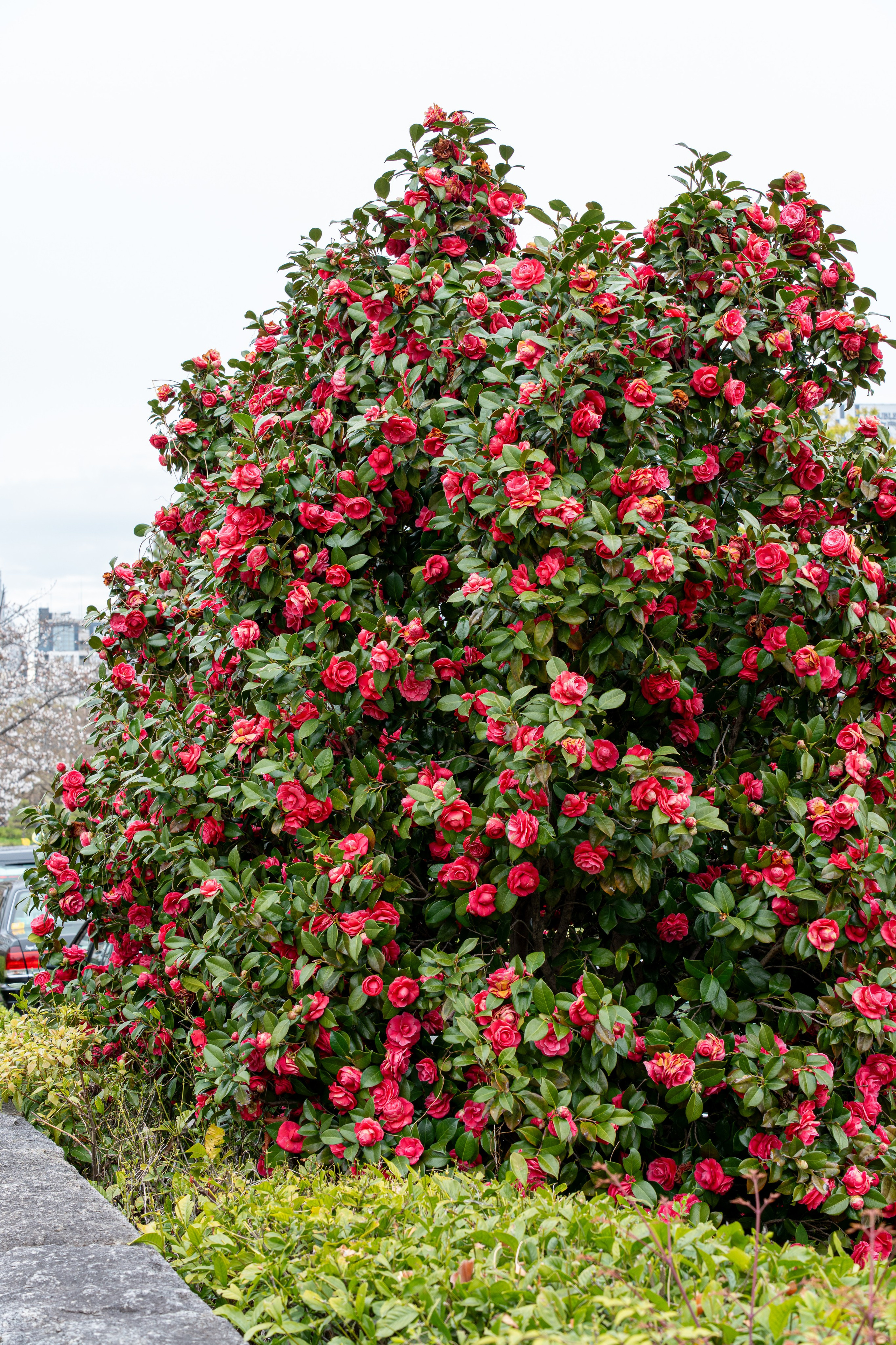 Япония, сакура. Творческие сьемки