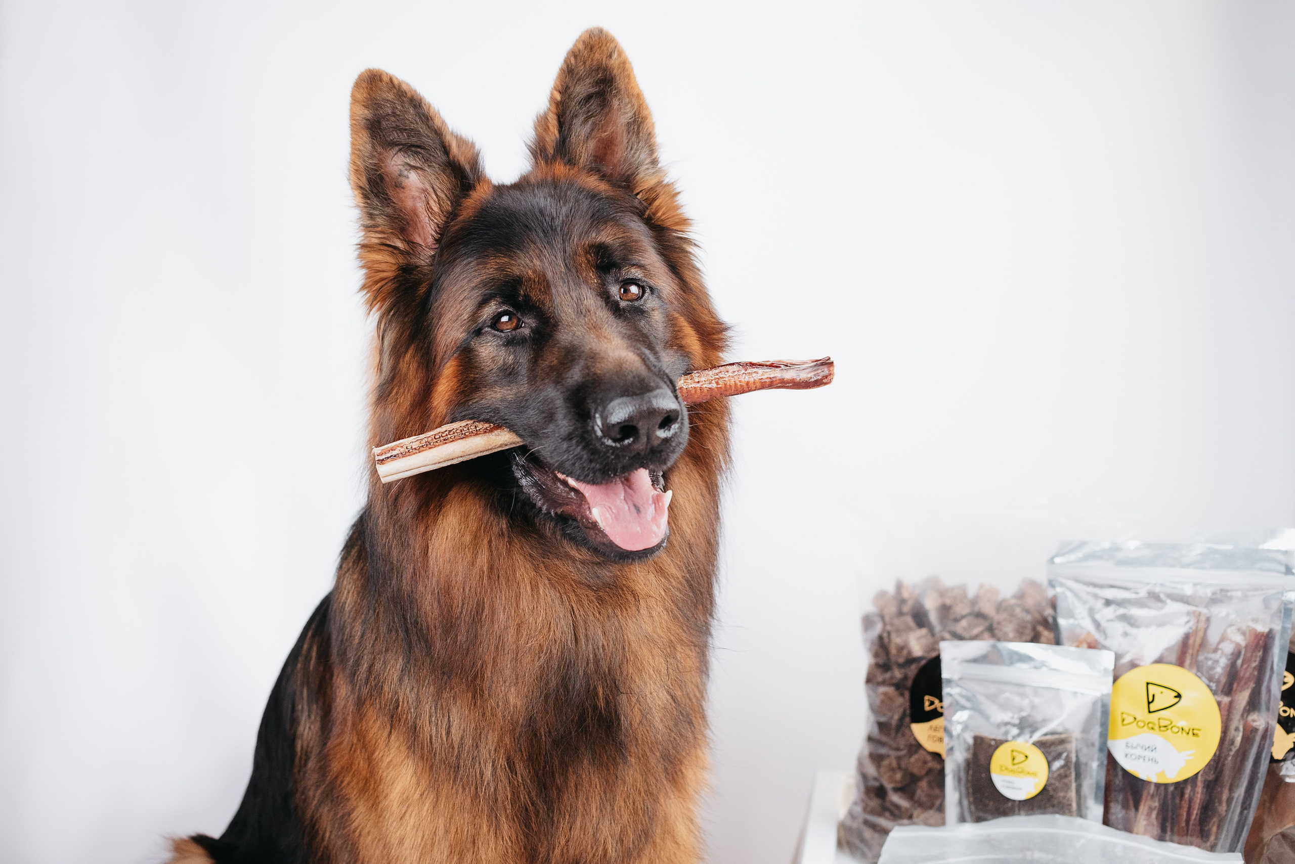 Dog Bone контент. Фотограф-анималист Валерия, Москва, Мытищи