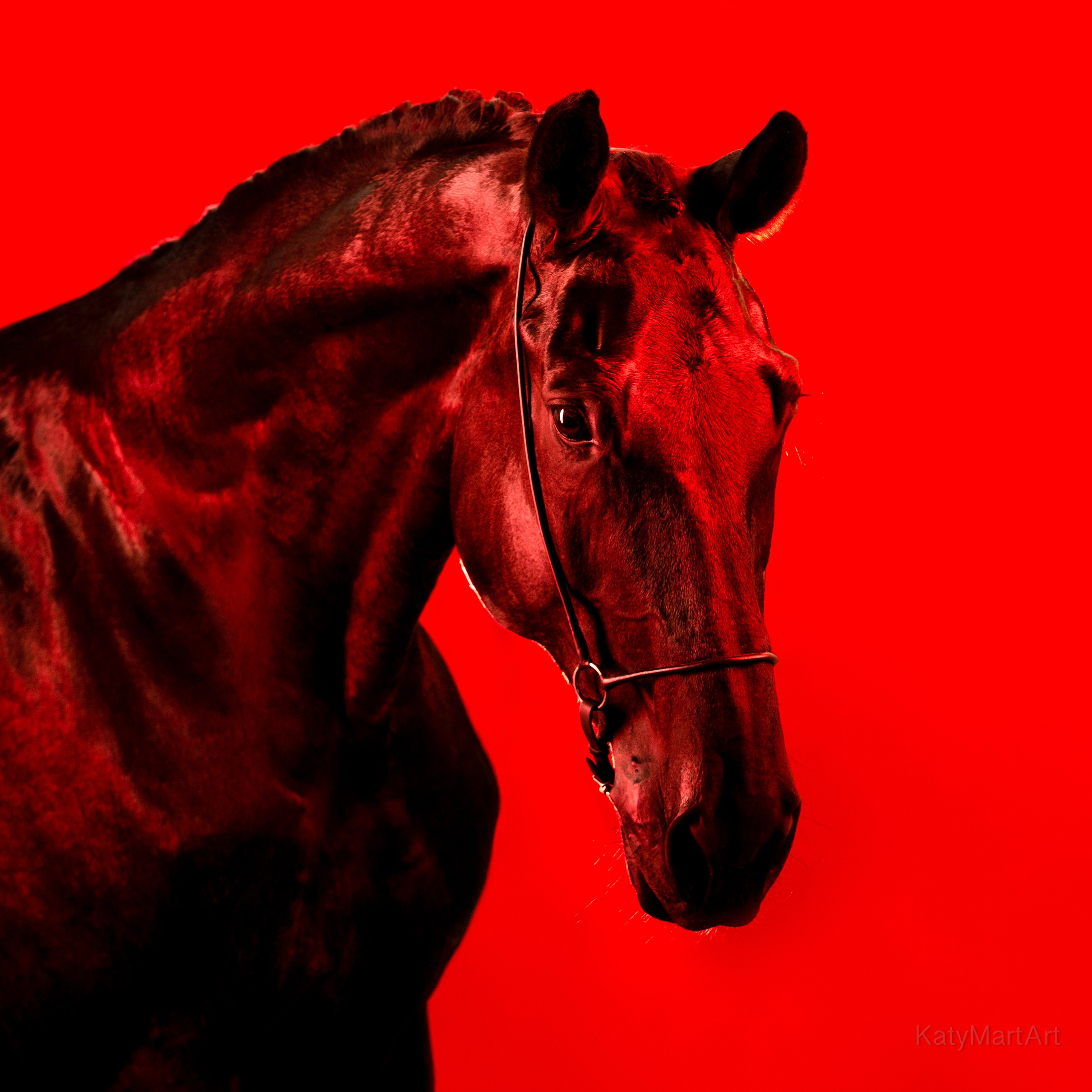 В красном. KatymartArt — Equine photography