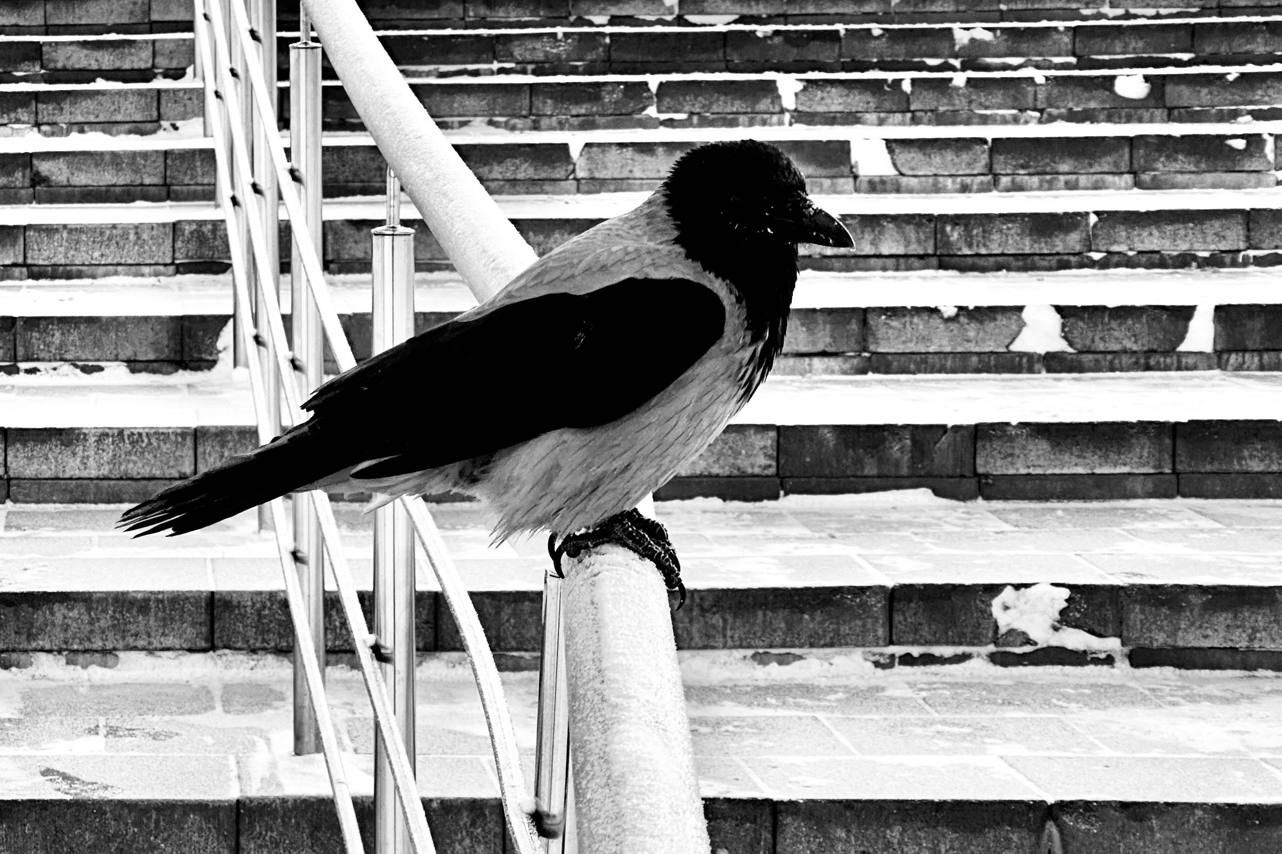 Чёрно-белая зима 25-26. Фотосессии и репортаж — Фотограф в Москве — Рина Серёгина